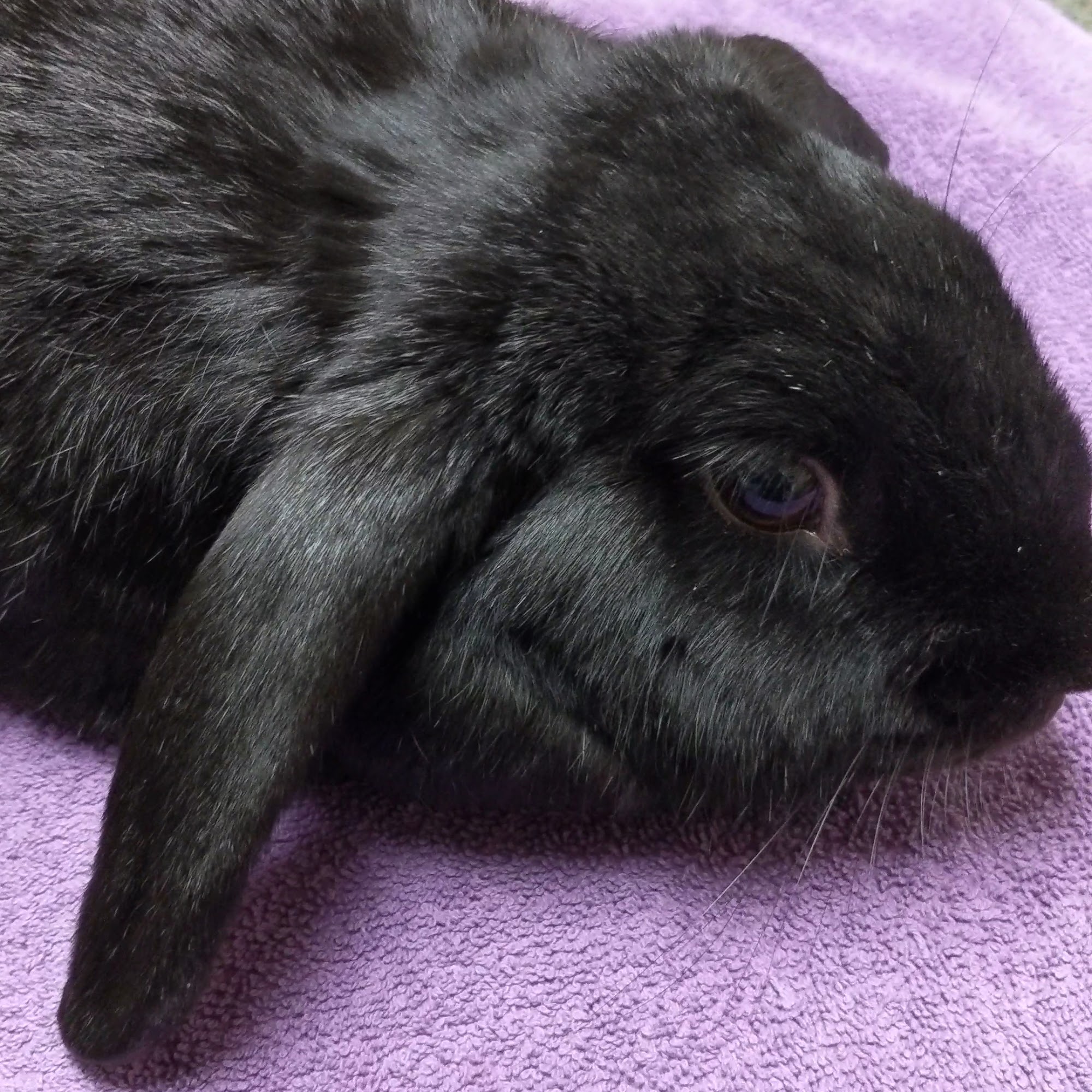 Palomar Animal Hospital Vista