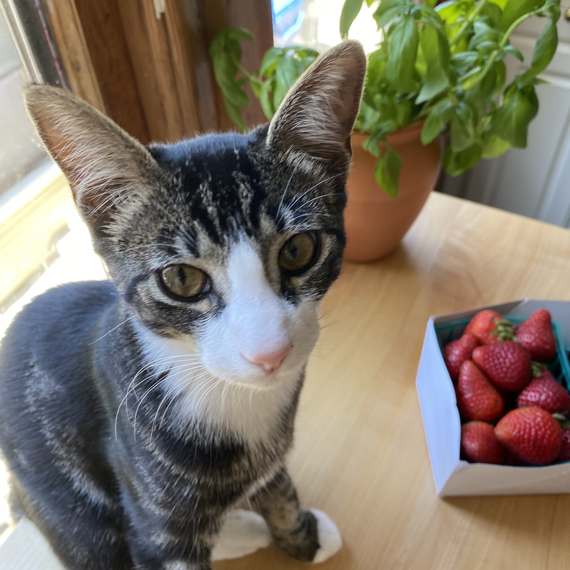 Vista Veterinary Hospital Vista