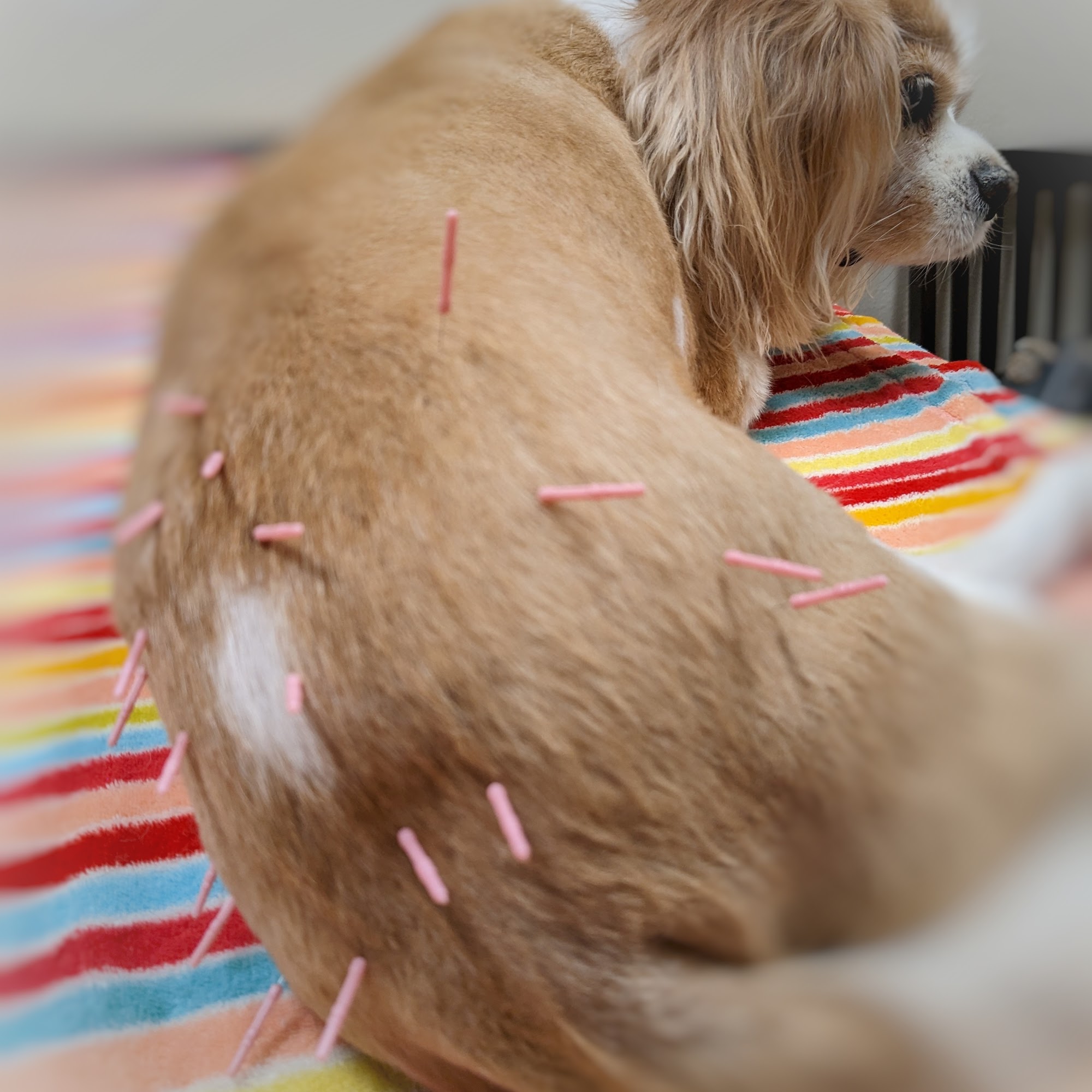 Alta Mira Animal Hospital Vista