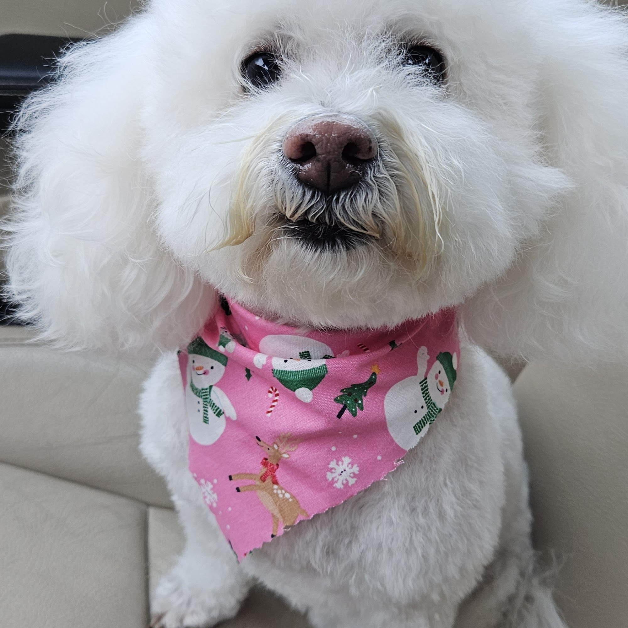 Viva la Pooch - Pet Salon Vista