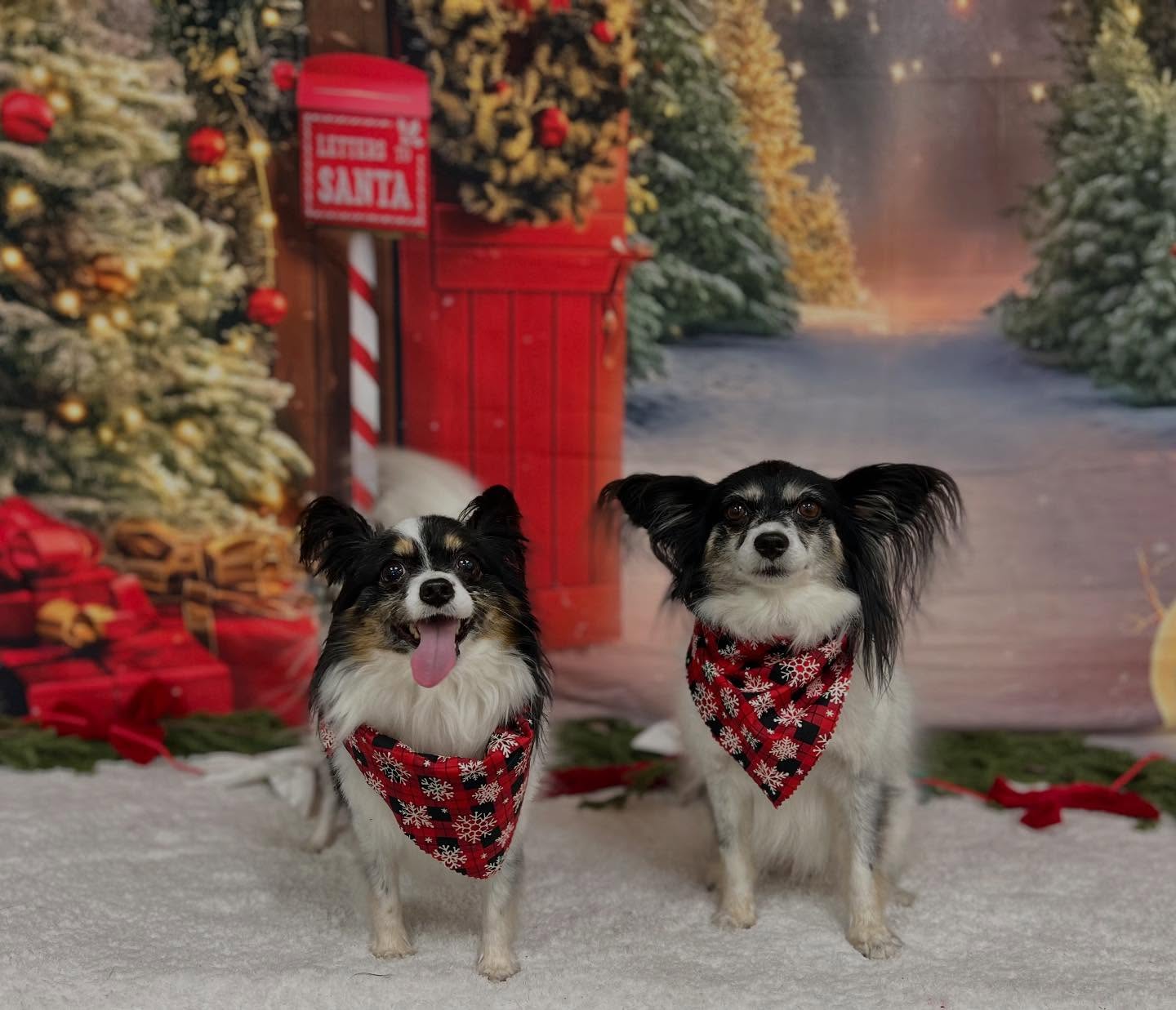 Vista Pet Groomery & Co. Vista