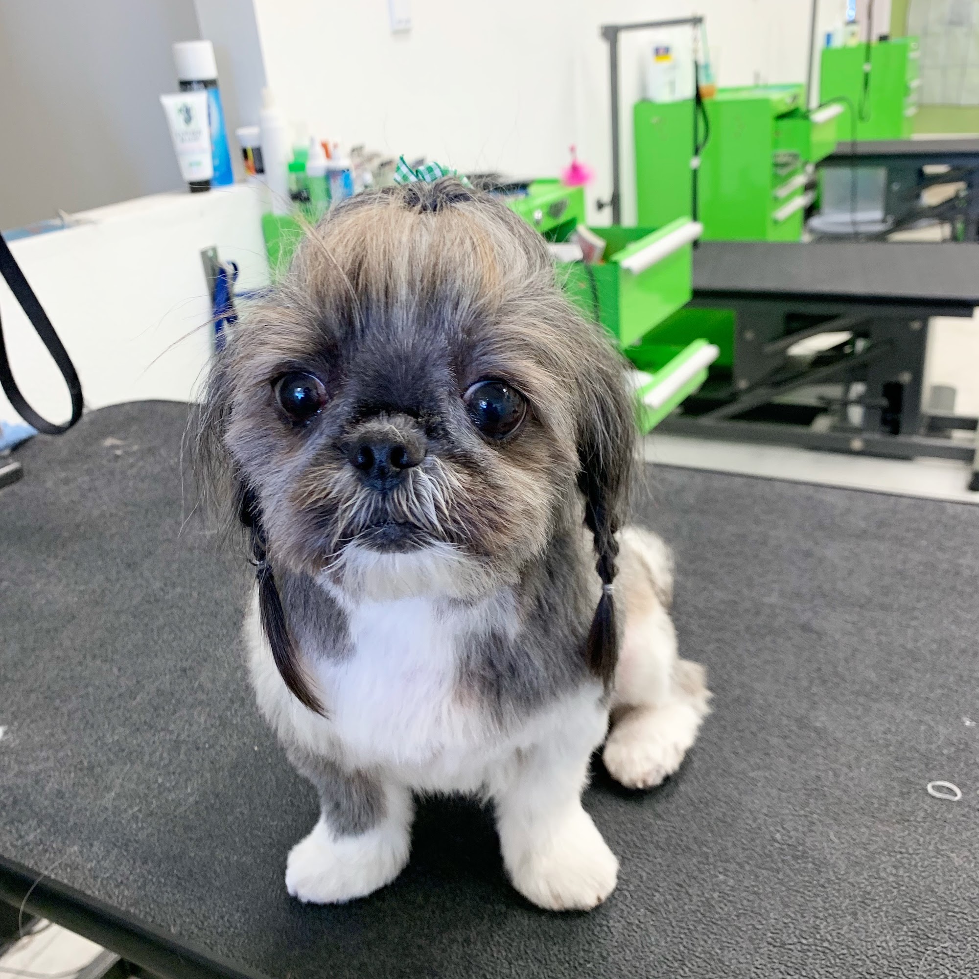 Sydnee's Pet Grooming Vista