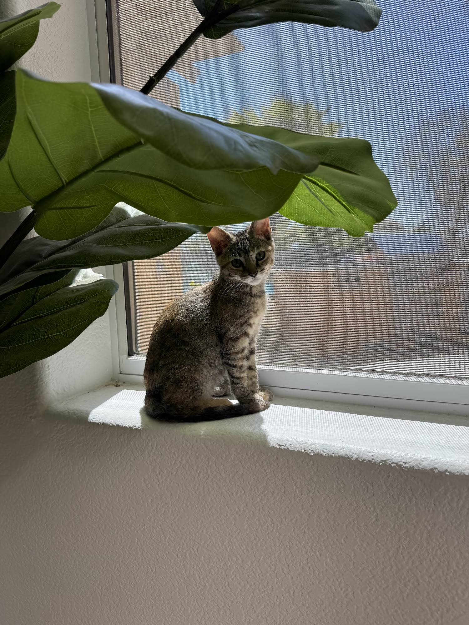 Love Your Feral Felines Vista