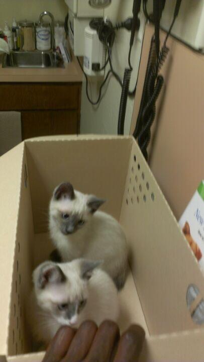 VCA Cottage Animal Hospital Walnut Creek