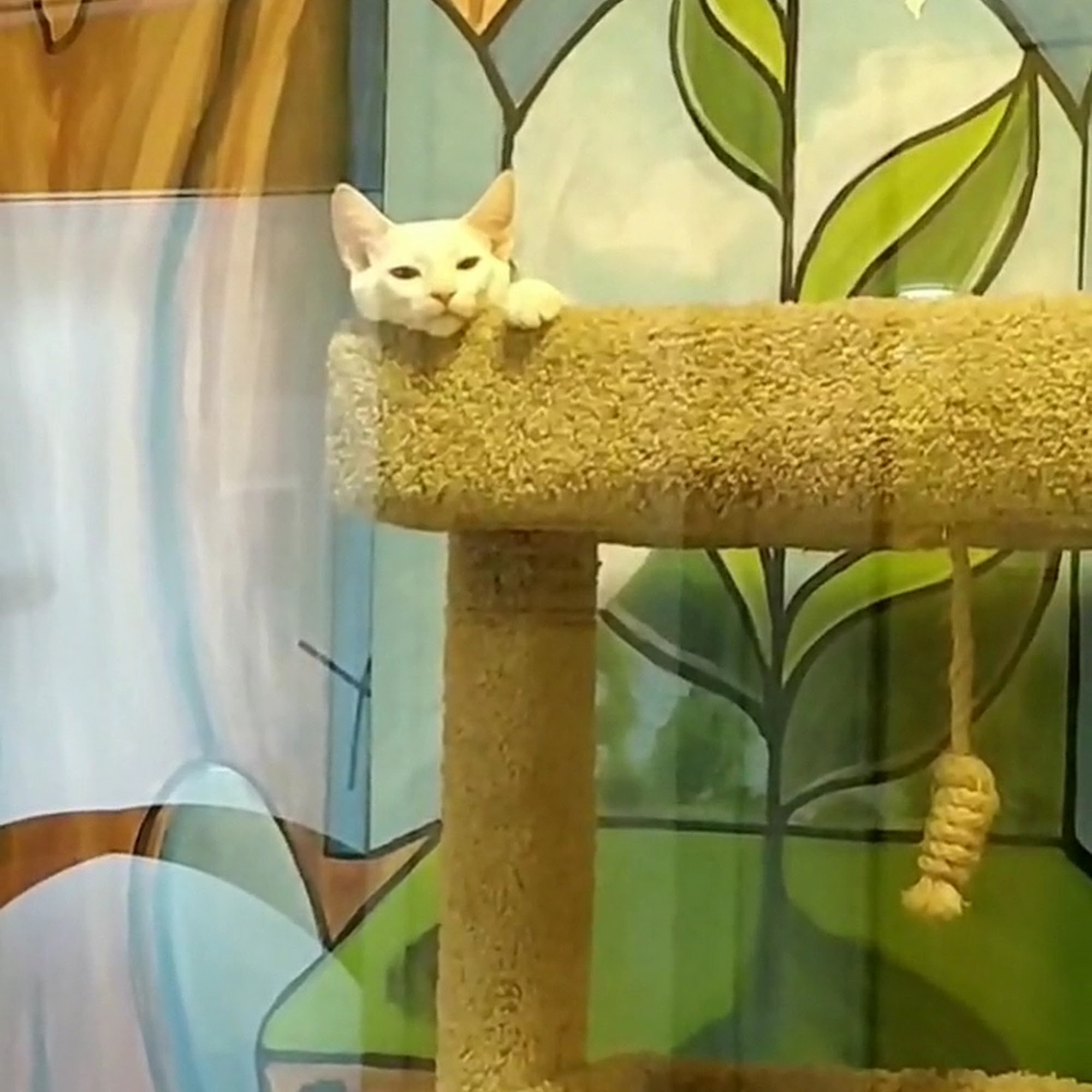 Animal Rescue Foundation (ARF) Walnut Creek