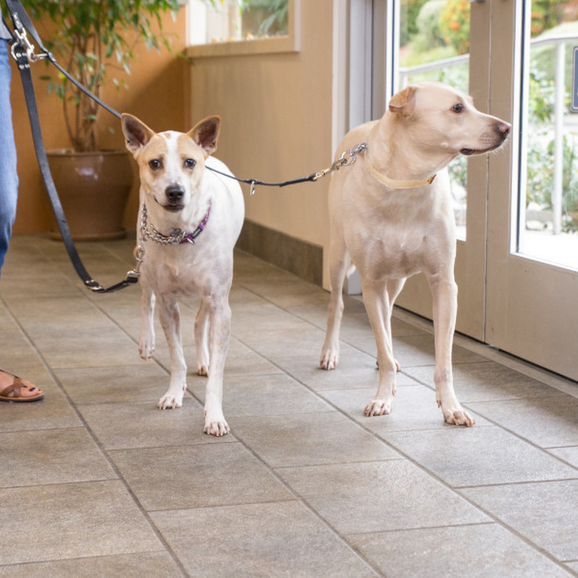 Muller Veterinary Hospital Walnut Creek