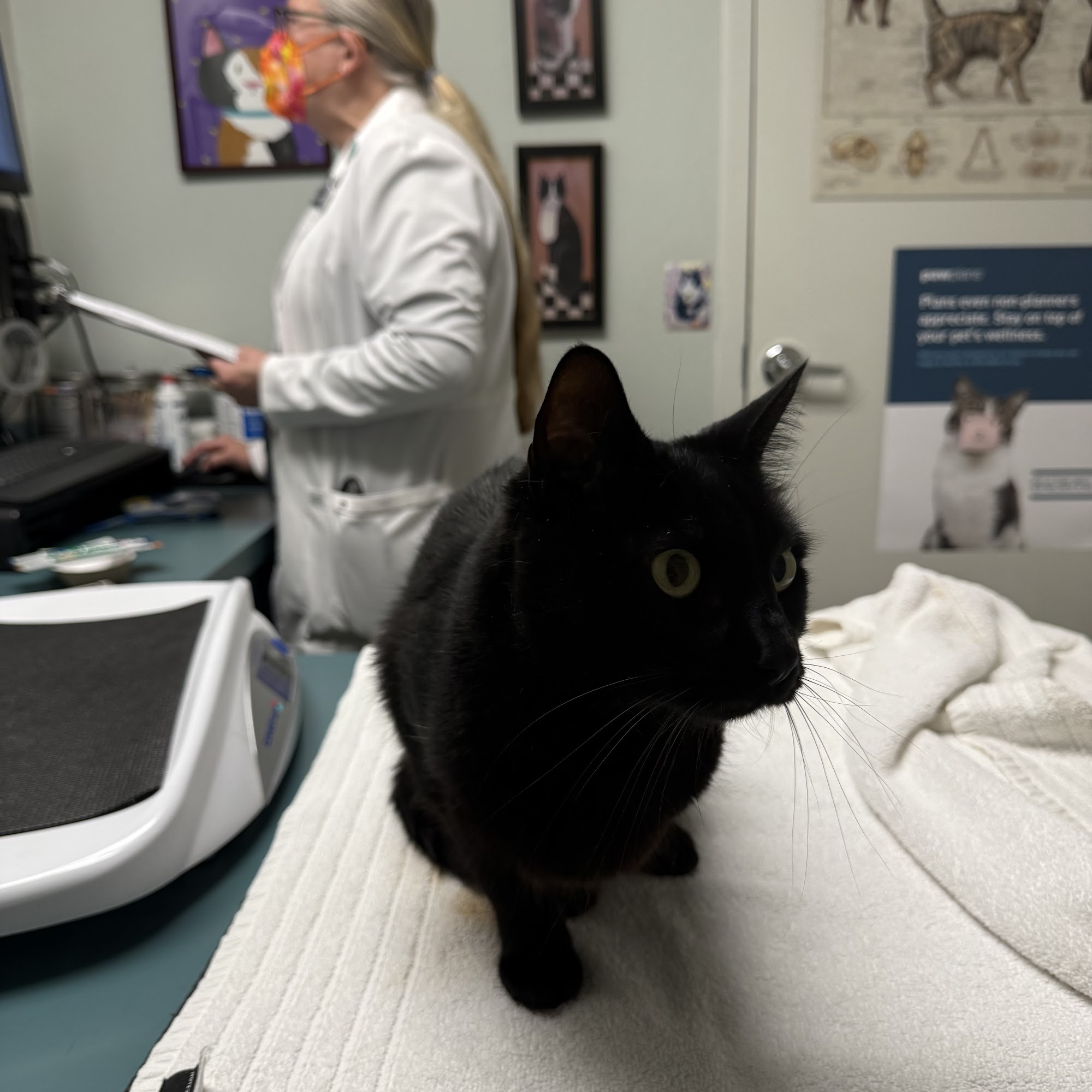 Civic Feline Clinic Walnut Creek