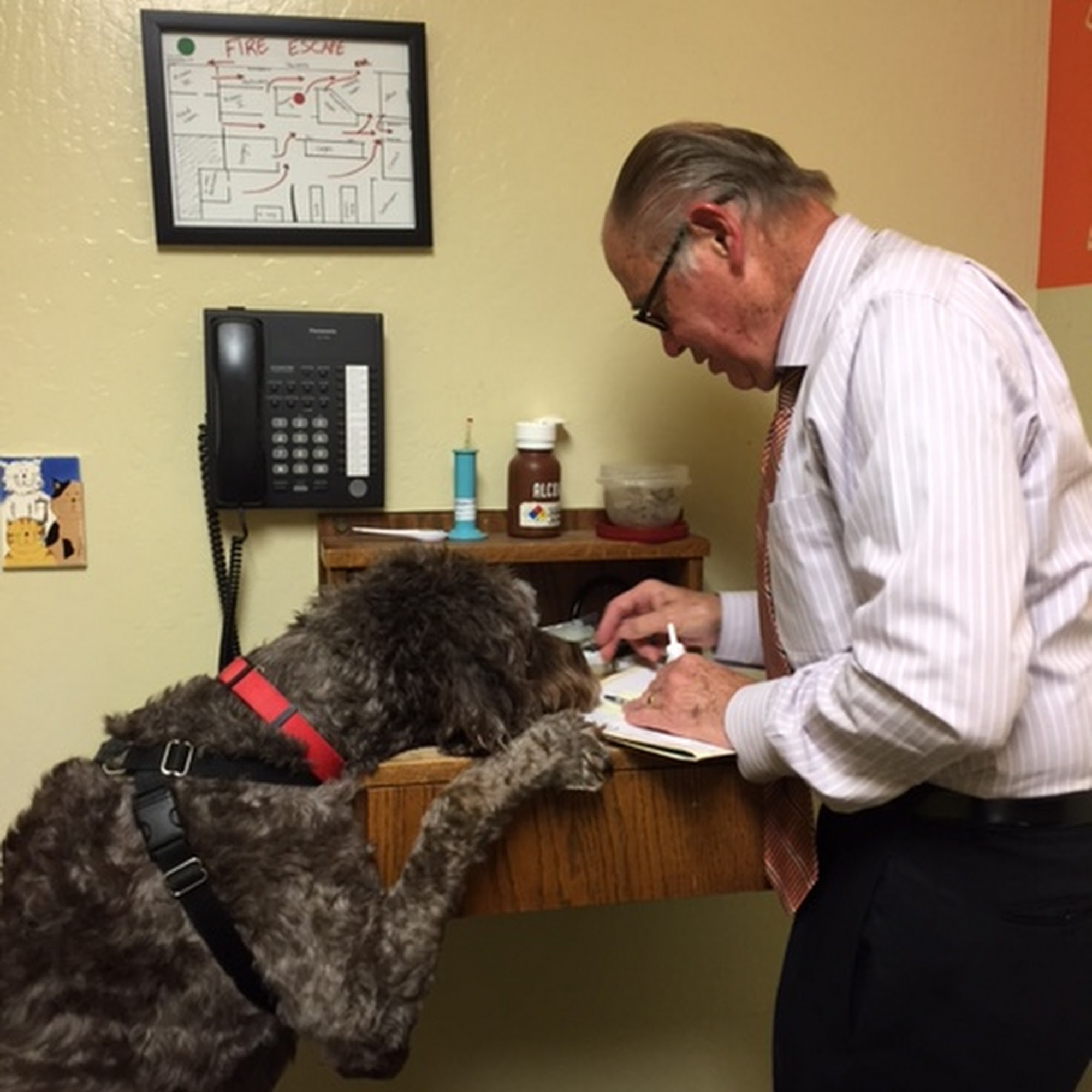 Geary Veterinary Hospital Walnut Creek