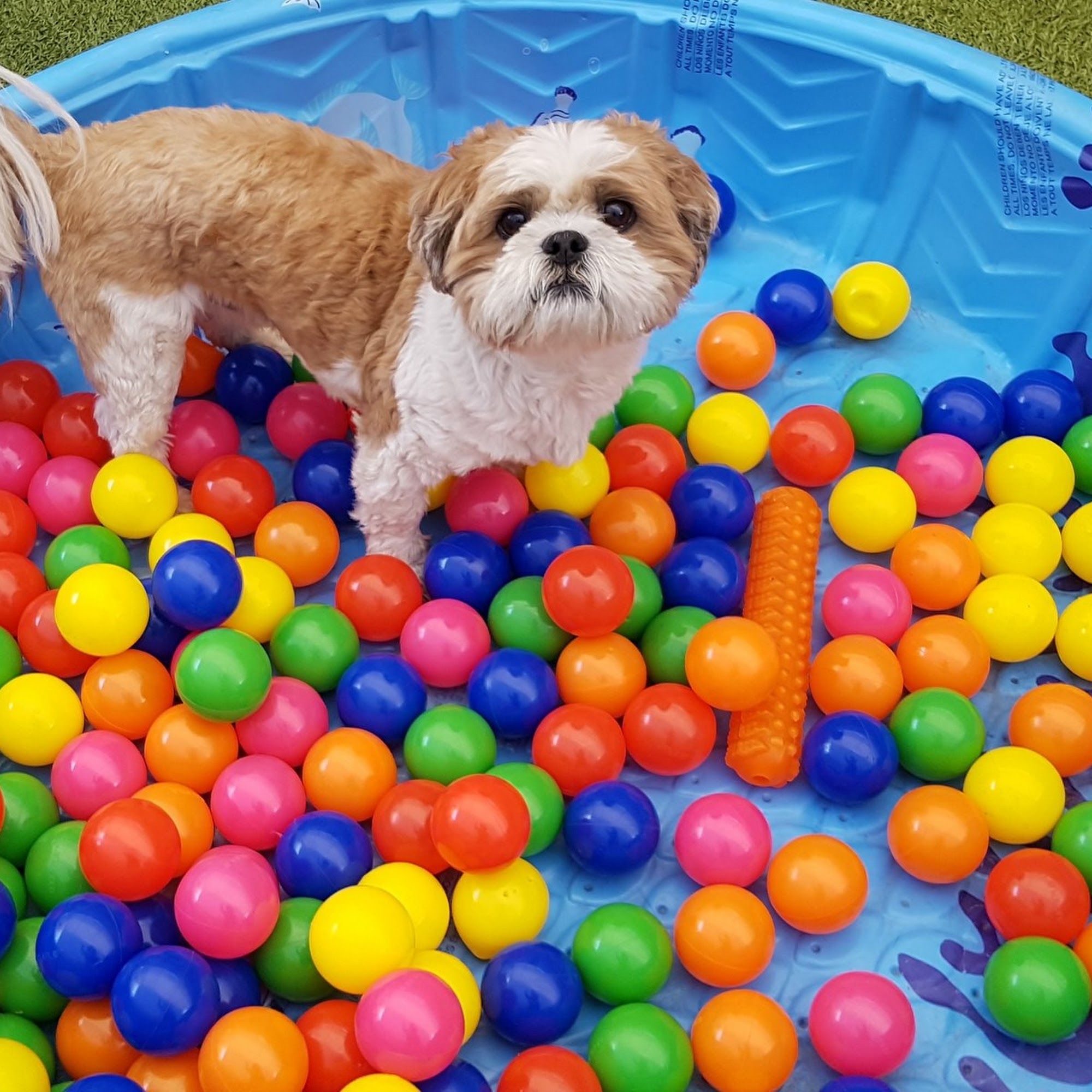 North Main Pet Lodge Walnut Creek