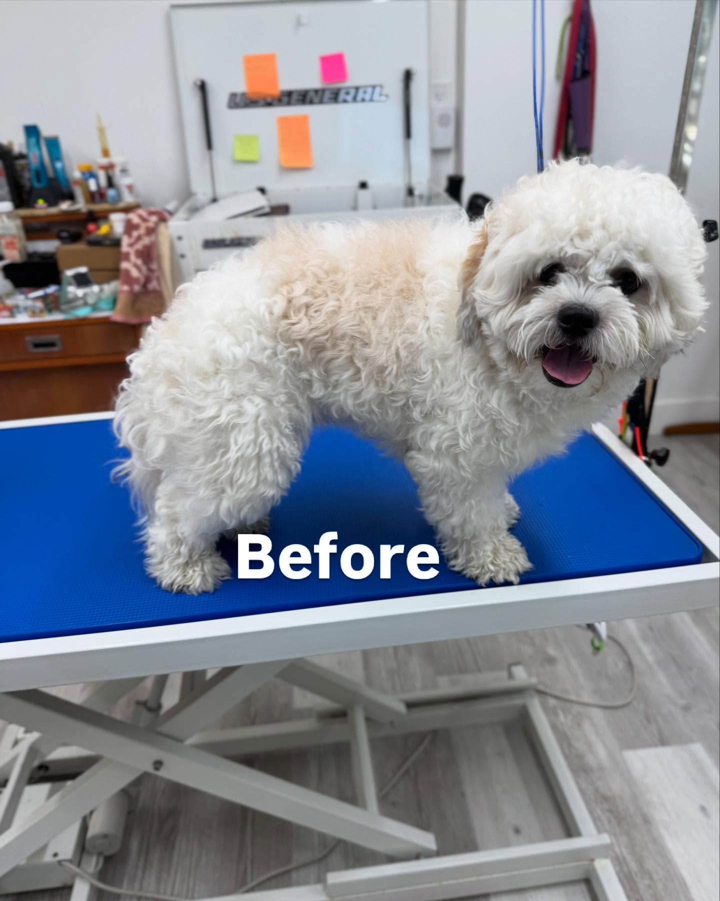 Posh Pup Grooming Walnut Creek