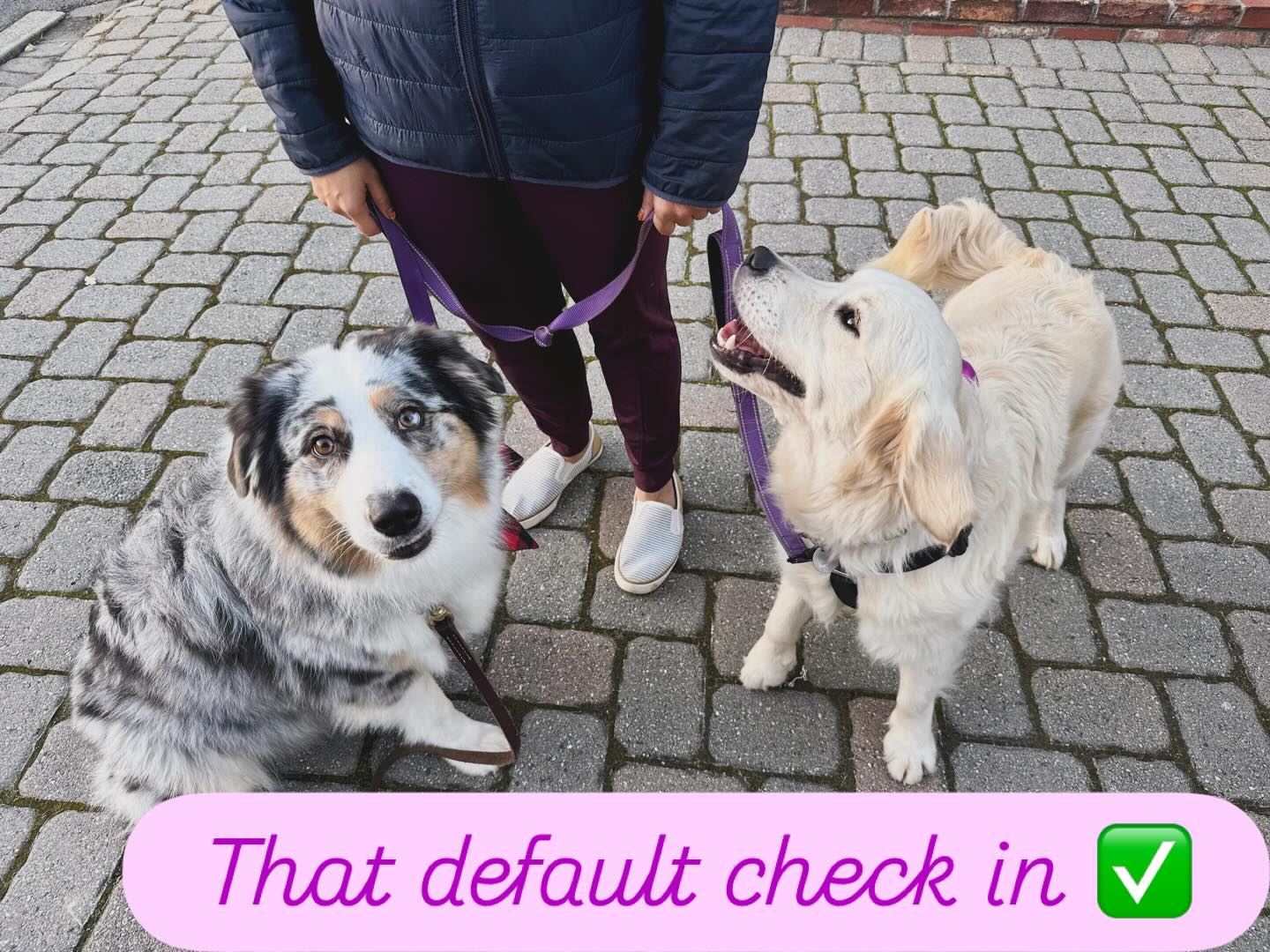 Hope for Dogs Canine Obedience Training Walnut Creek