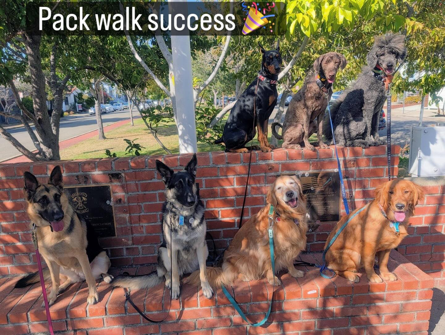 Flexible Pet Solutions Walnut Creek