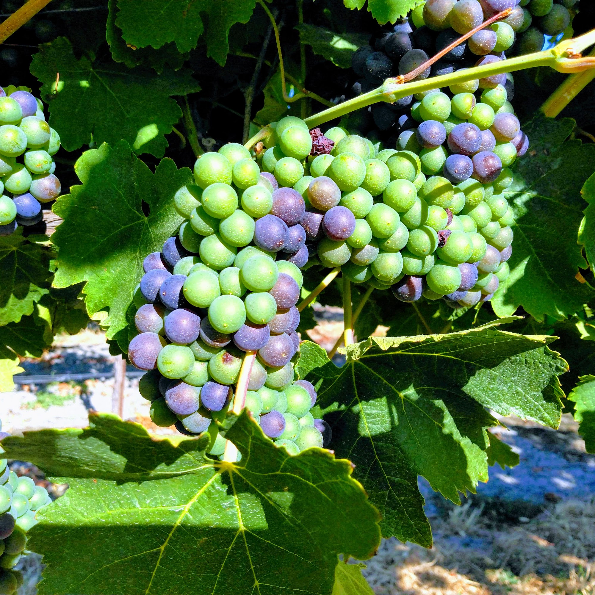 Grand Island Vineyards Walnut Grove