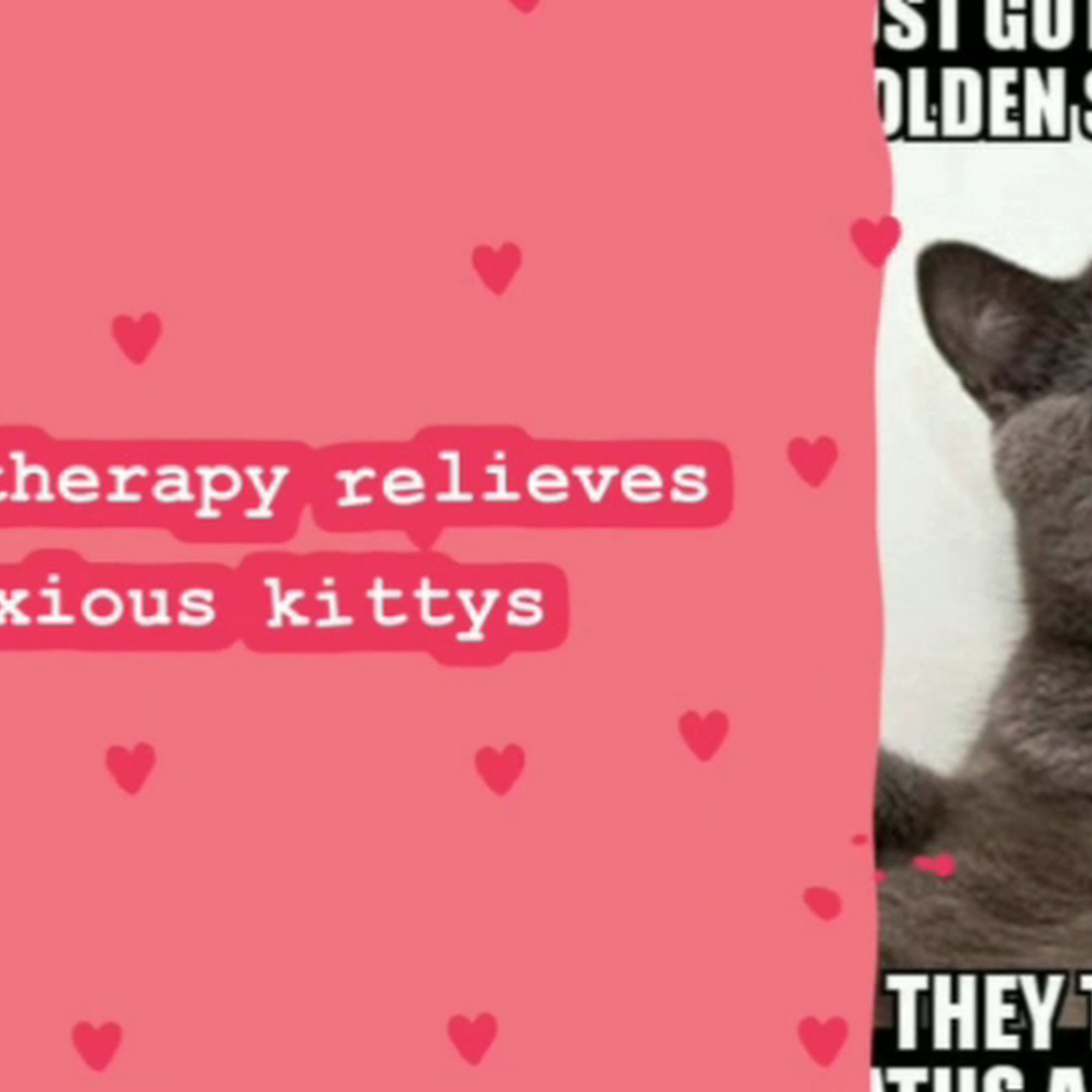 Animal Hospital of Walnut Walnut