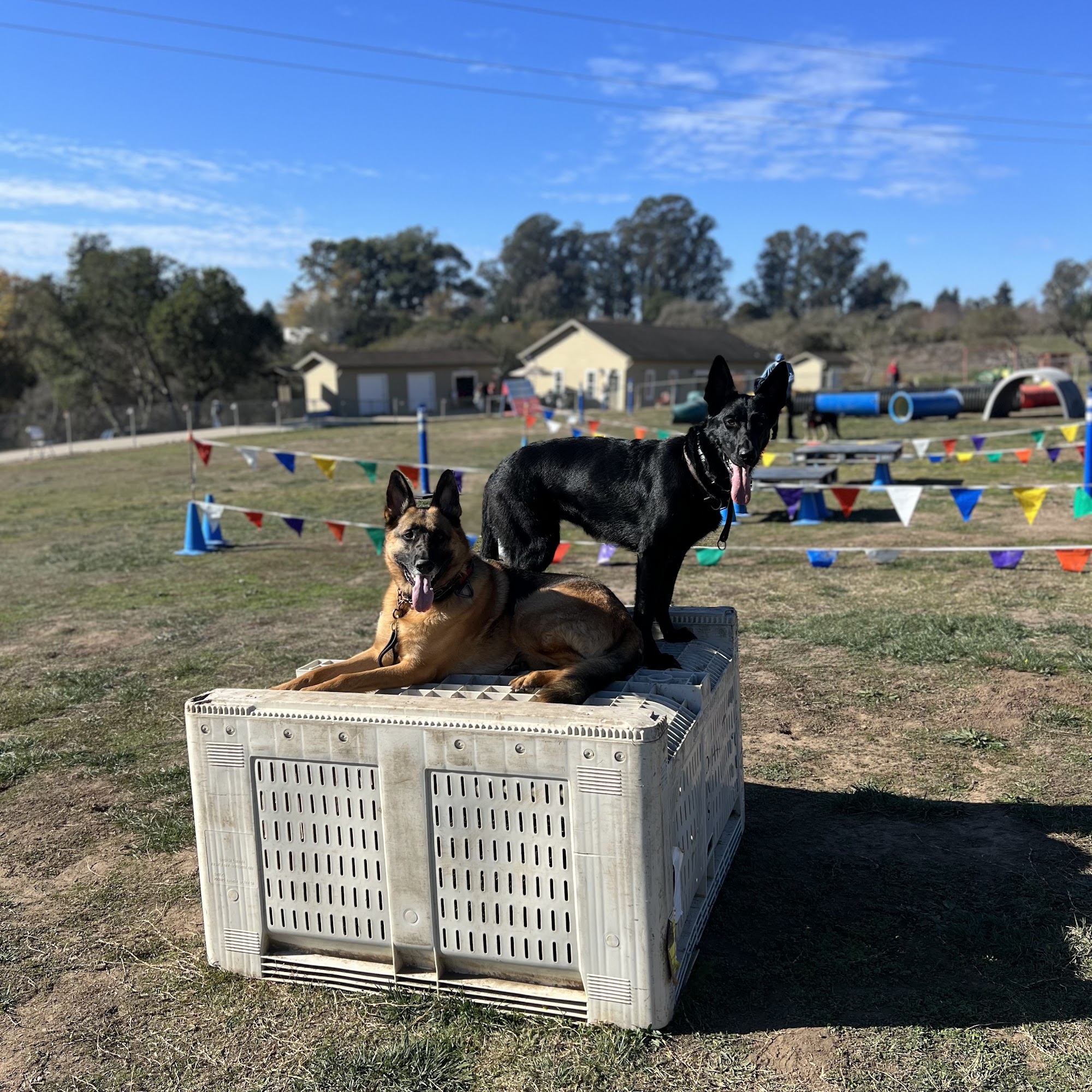 K-9 Clinic Watsonville