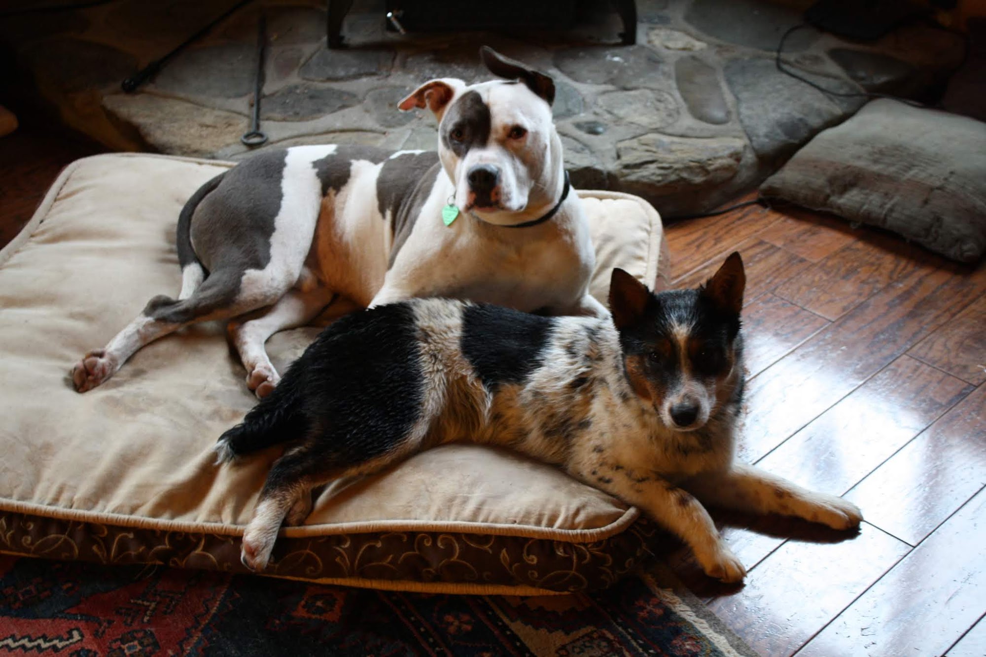 Trinity Animal Hospital Weaverville