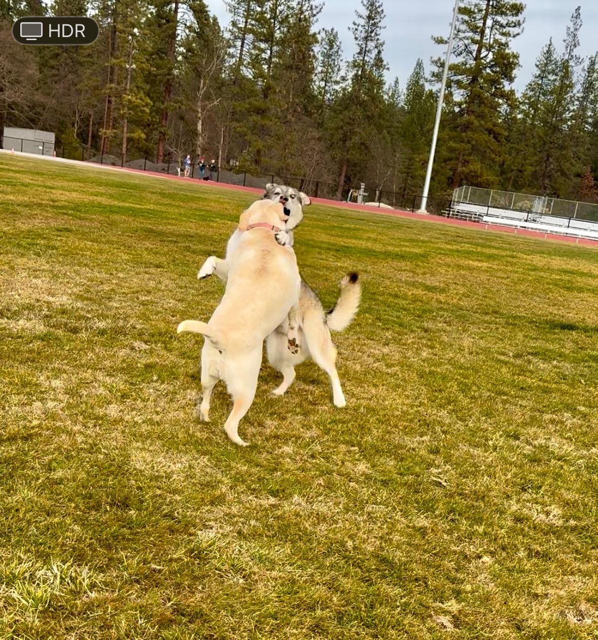 Weaverville Pet Motel Weaverville