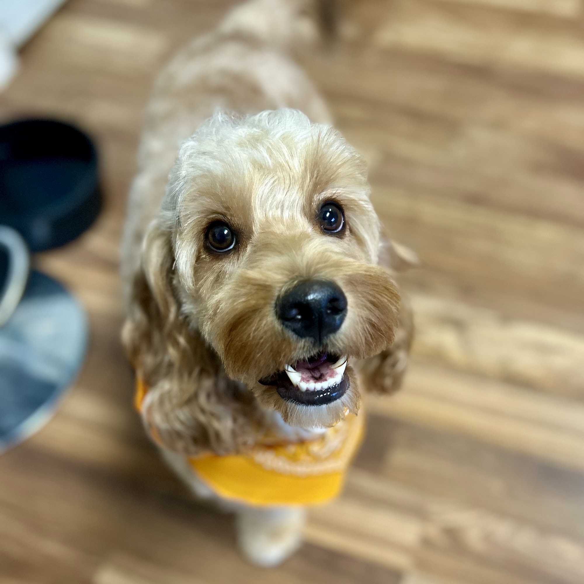 Trinity Dog Grooming Weaverville