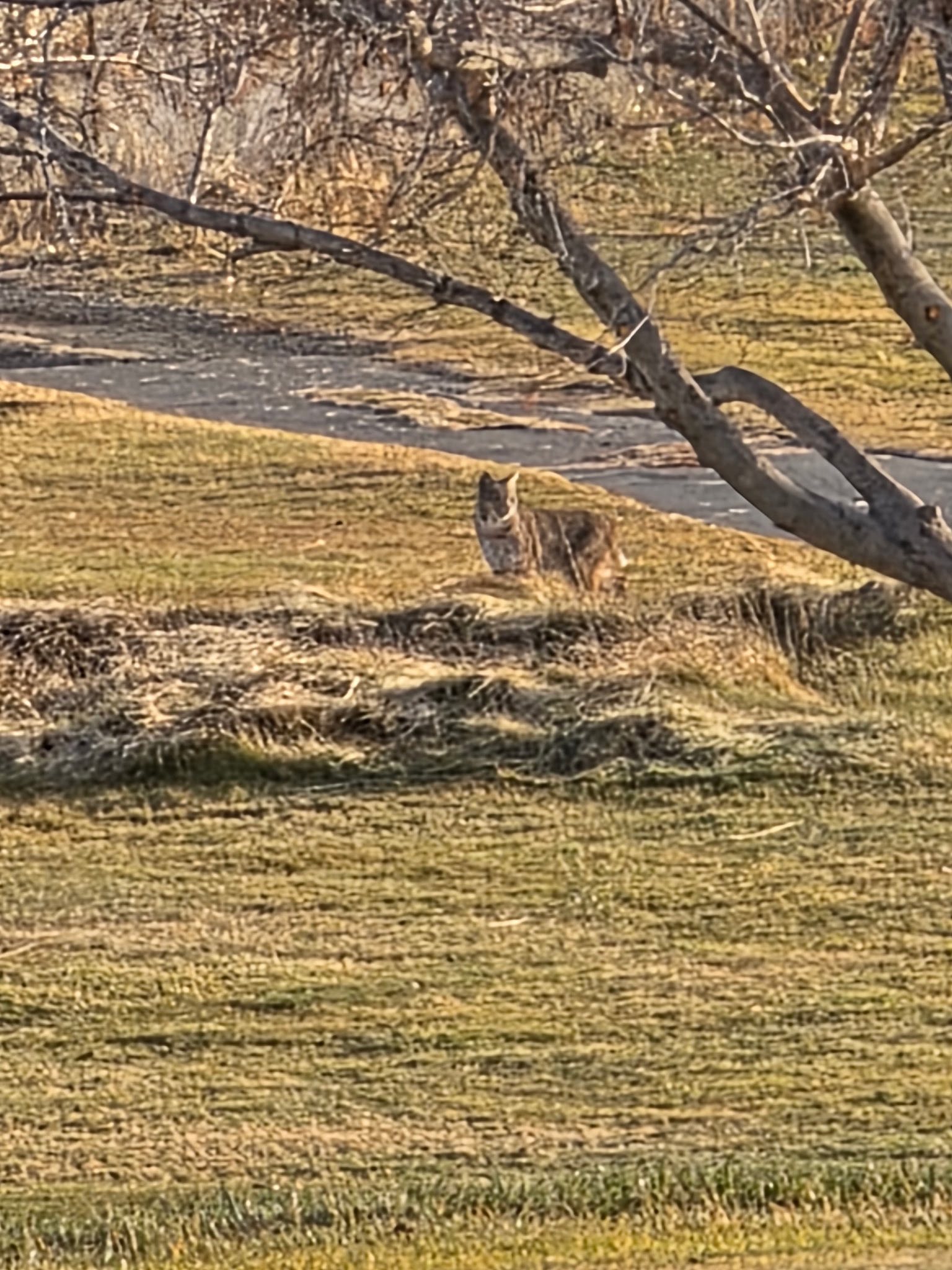 Lake Shastina Golf Resort Weed