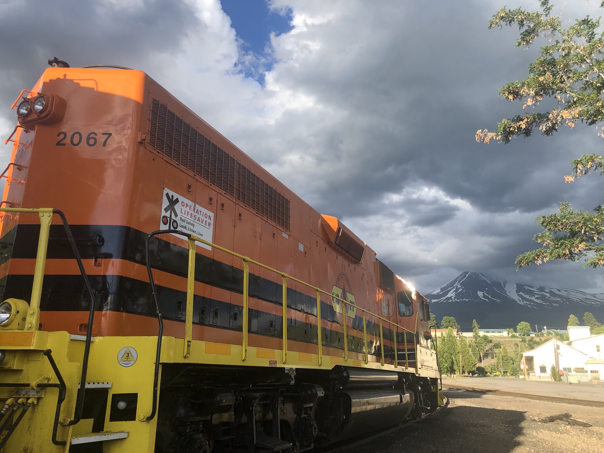 Wonderland Distributing Co Weed