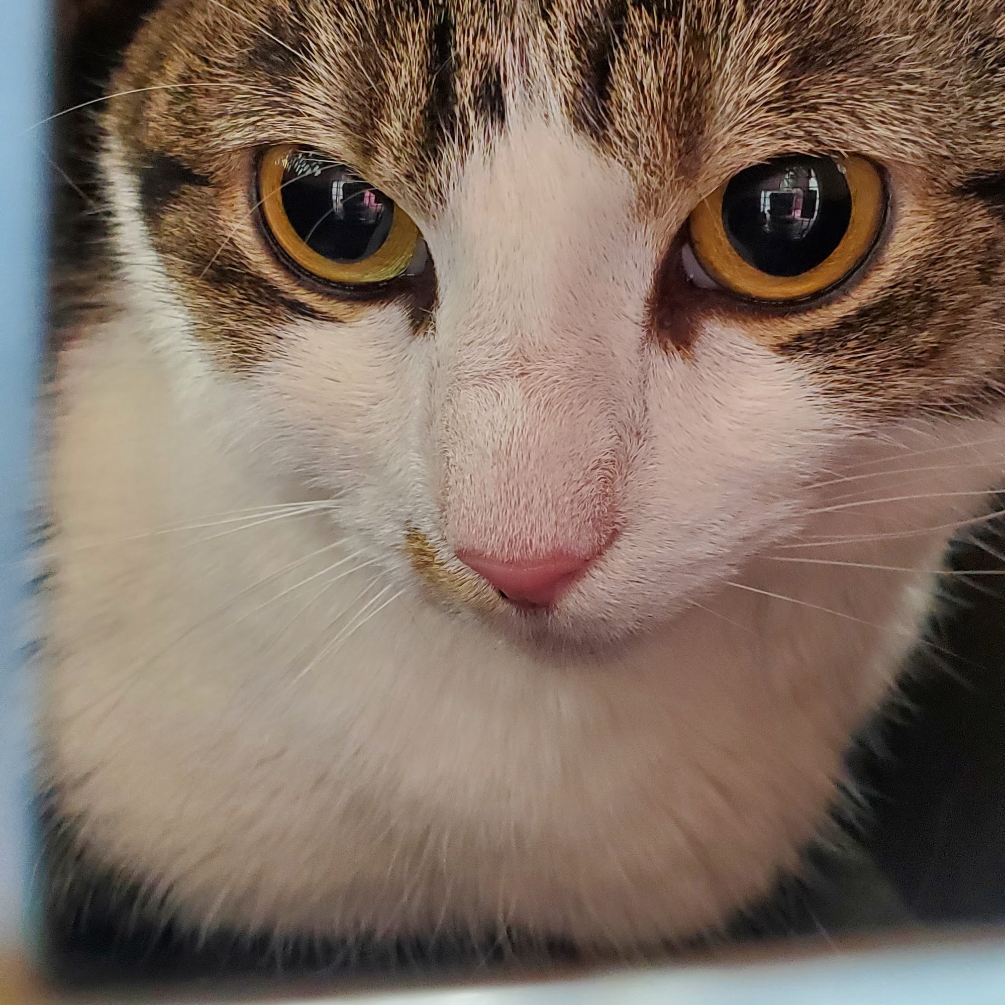 South Hills Animal Hospital West Covina