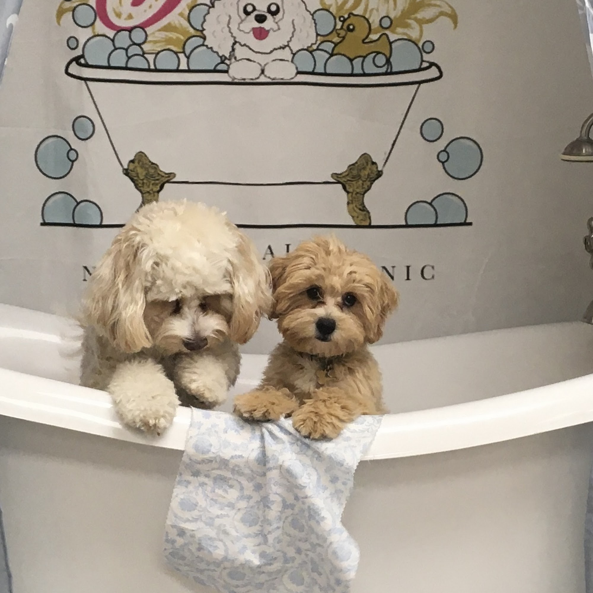 Barking Bubbles Spa West Covina