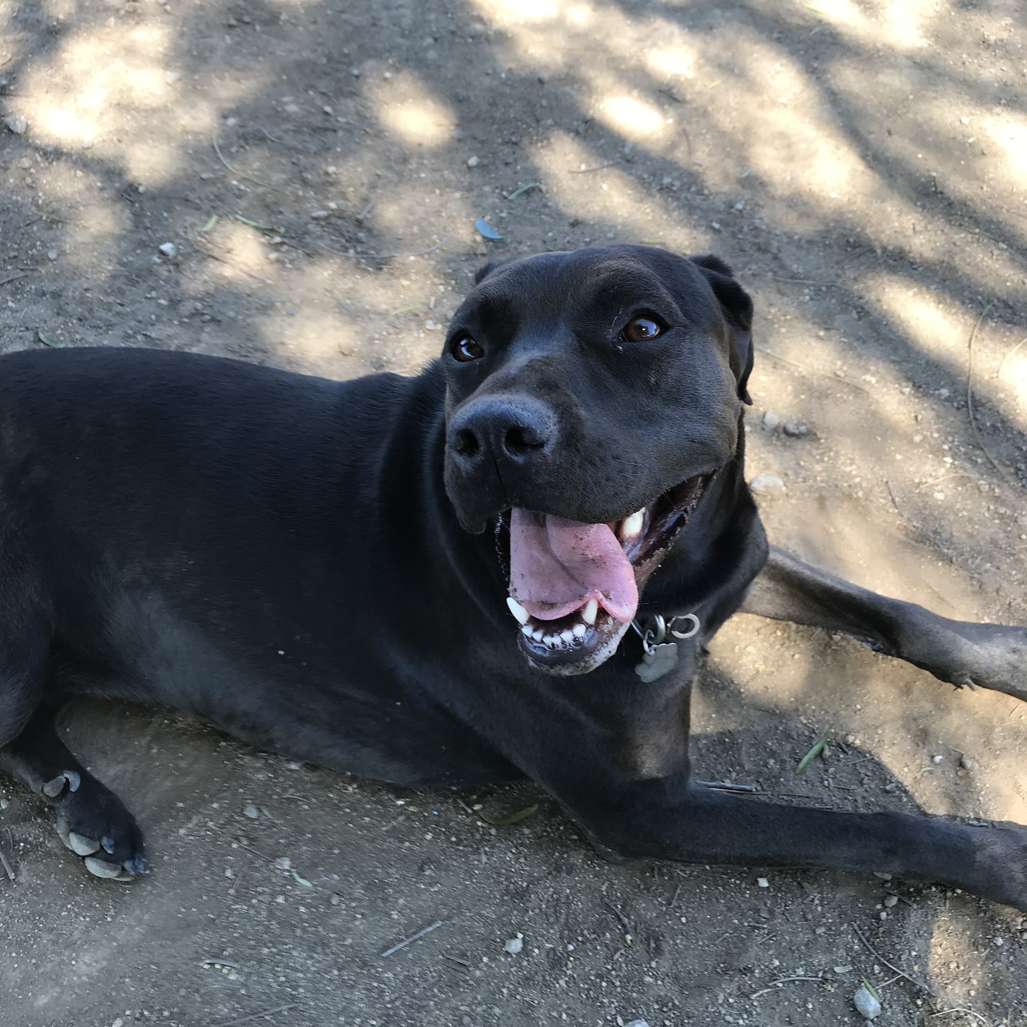 West Hills Animal Hospital West Hills