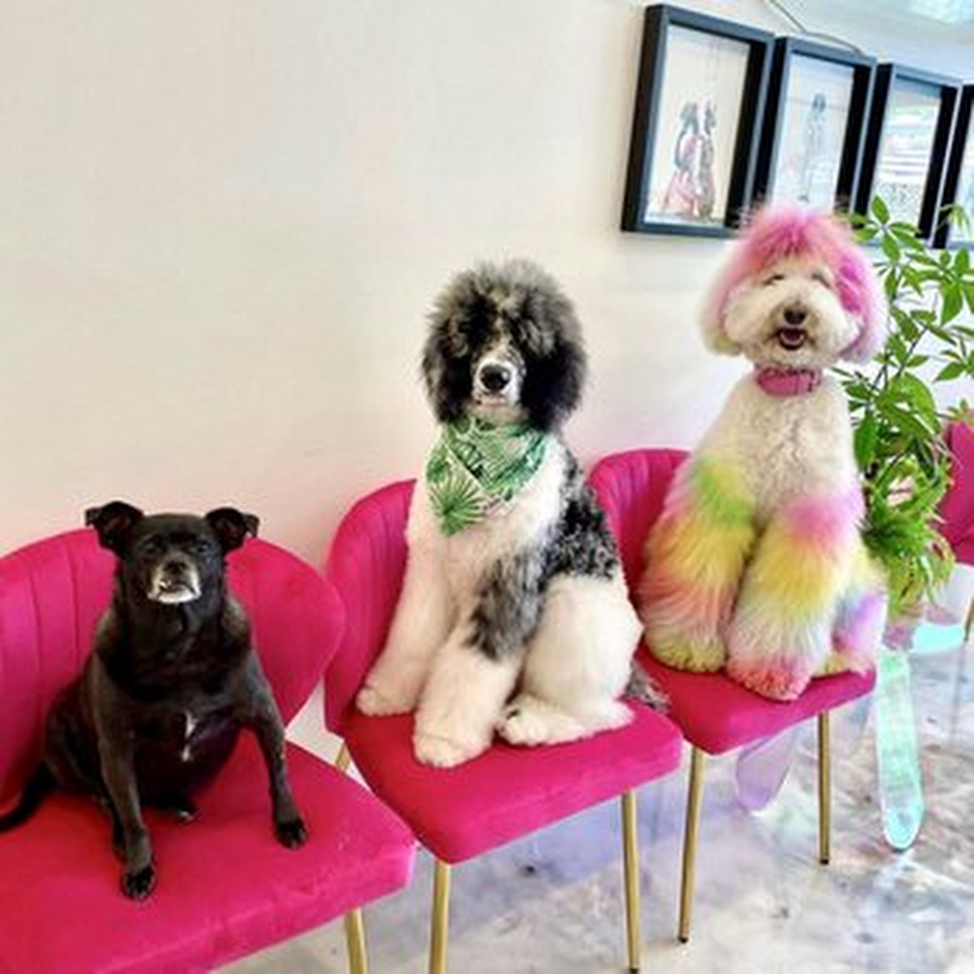 Dogue Spa - The Coolest Dog Grooming Salon West Hollywood