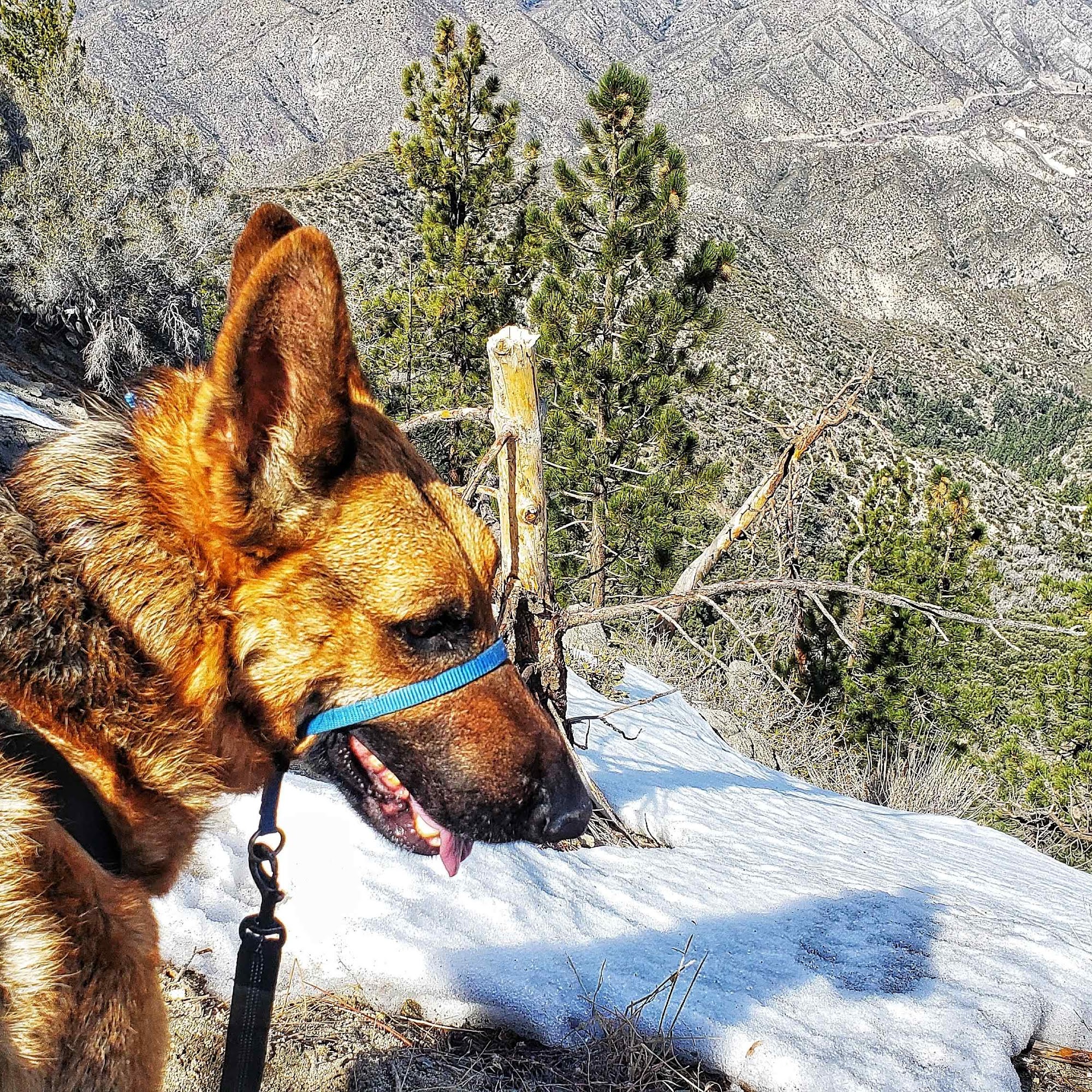 Paw Treks West Hollywood