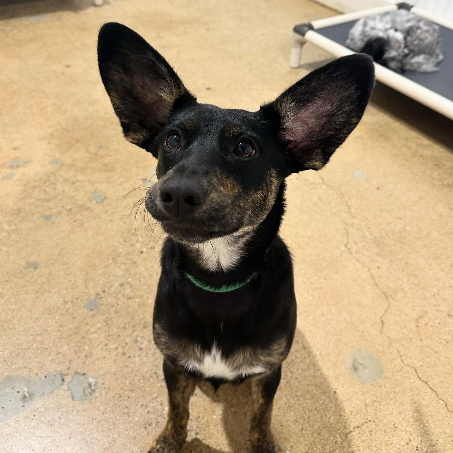 STARDOGS Clubhouse West Hollywood