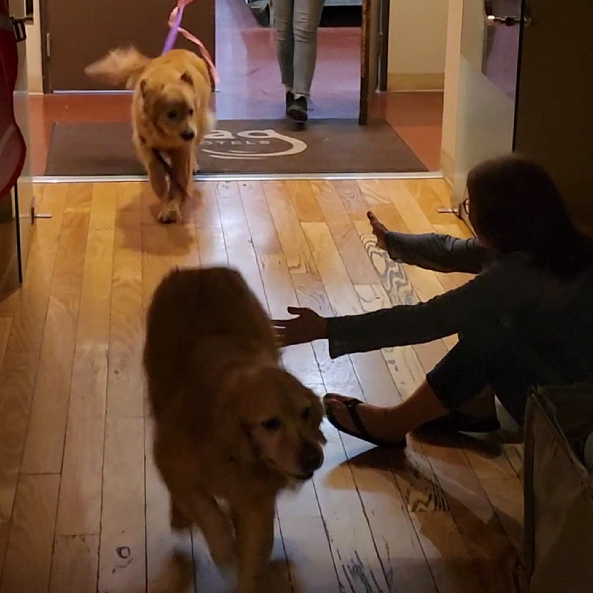 Wag Hotels - West Sacramento West Sacramento