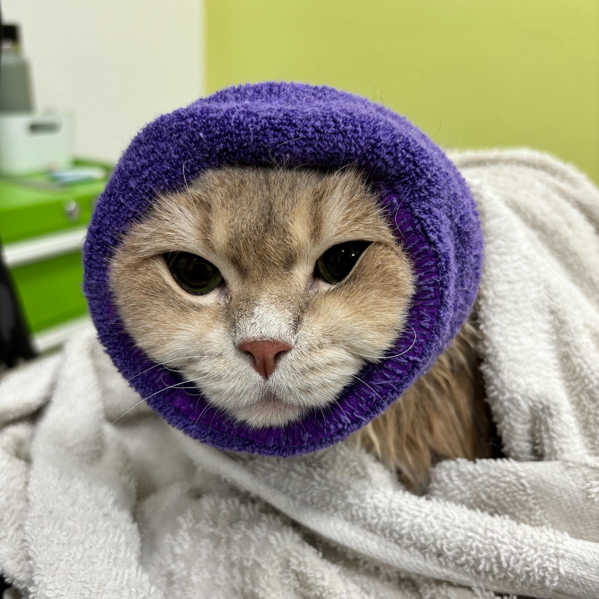 Sydnee's Pet Grooming West Sacramento