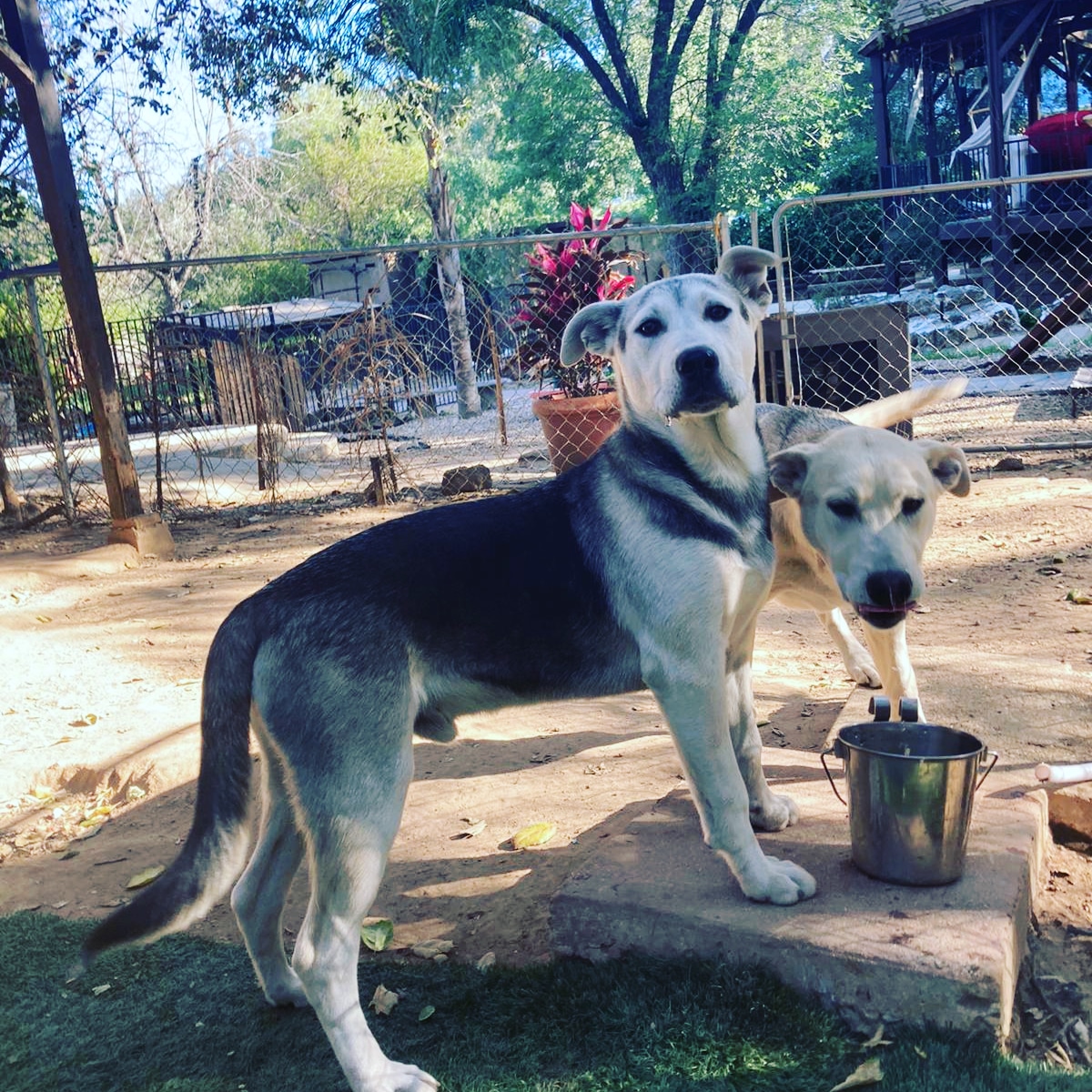 Matan Dog Training Westlake Village