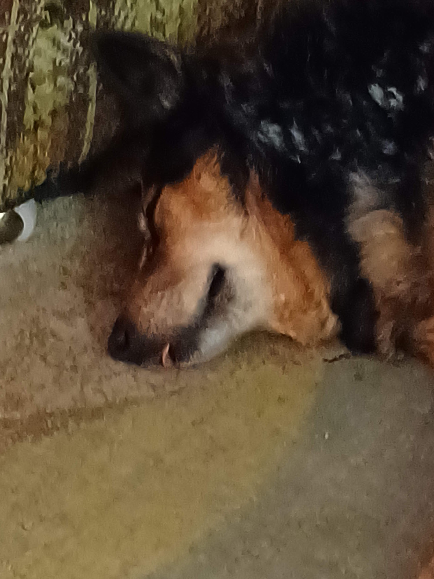 PetJoy Westlake Village