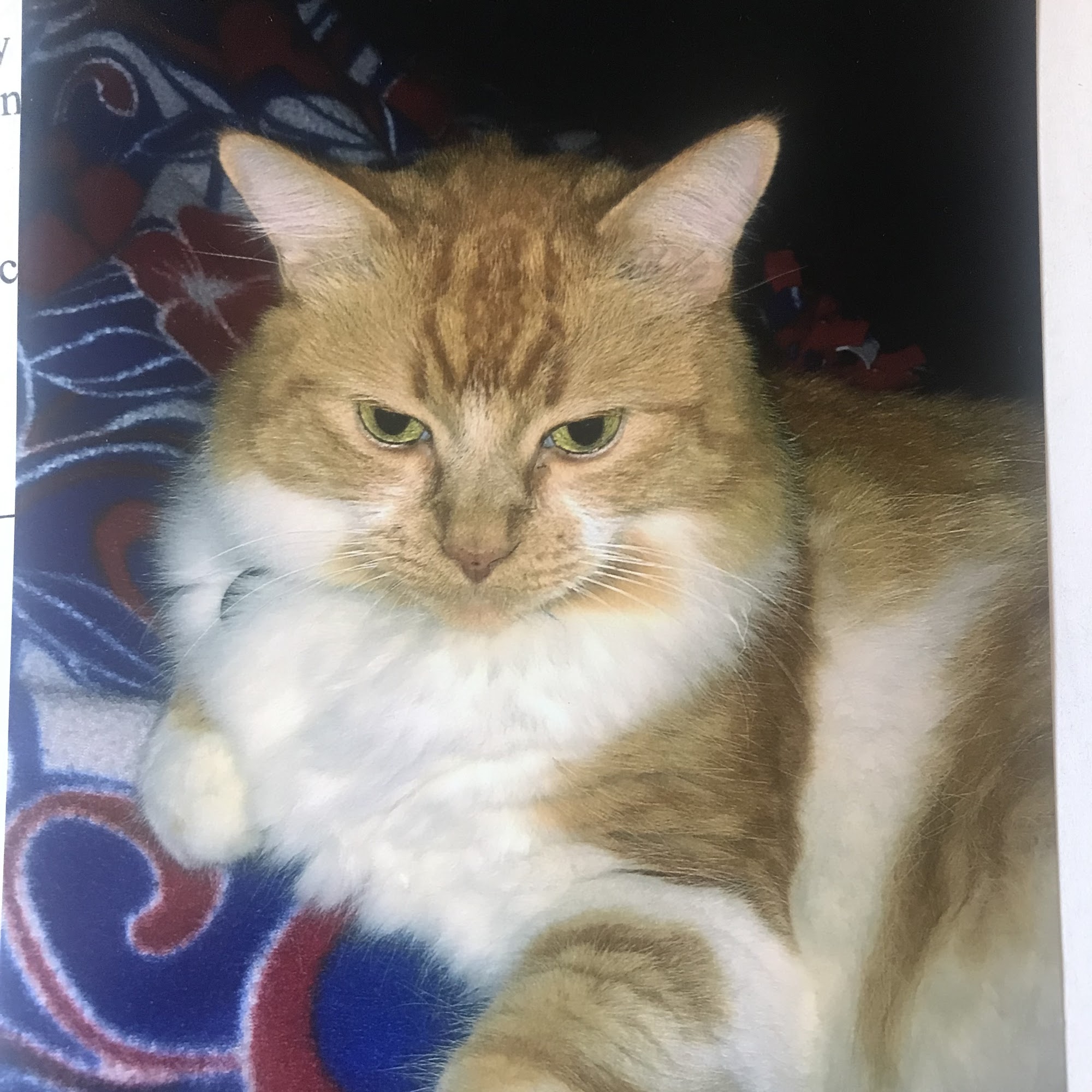 Alamitos Animal Hospital Westminster