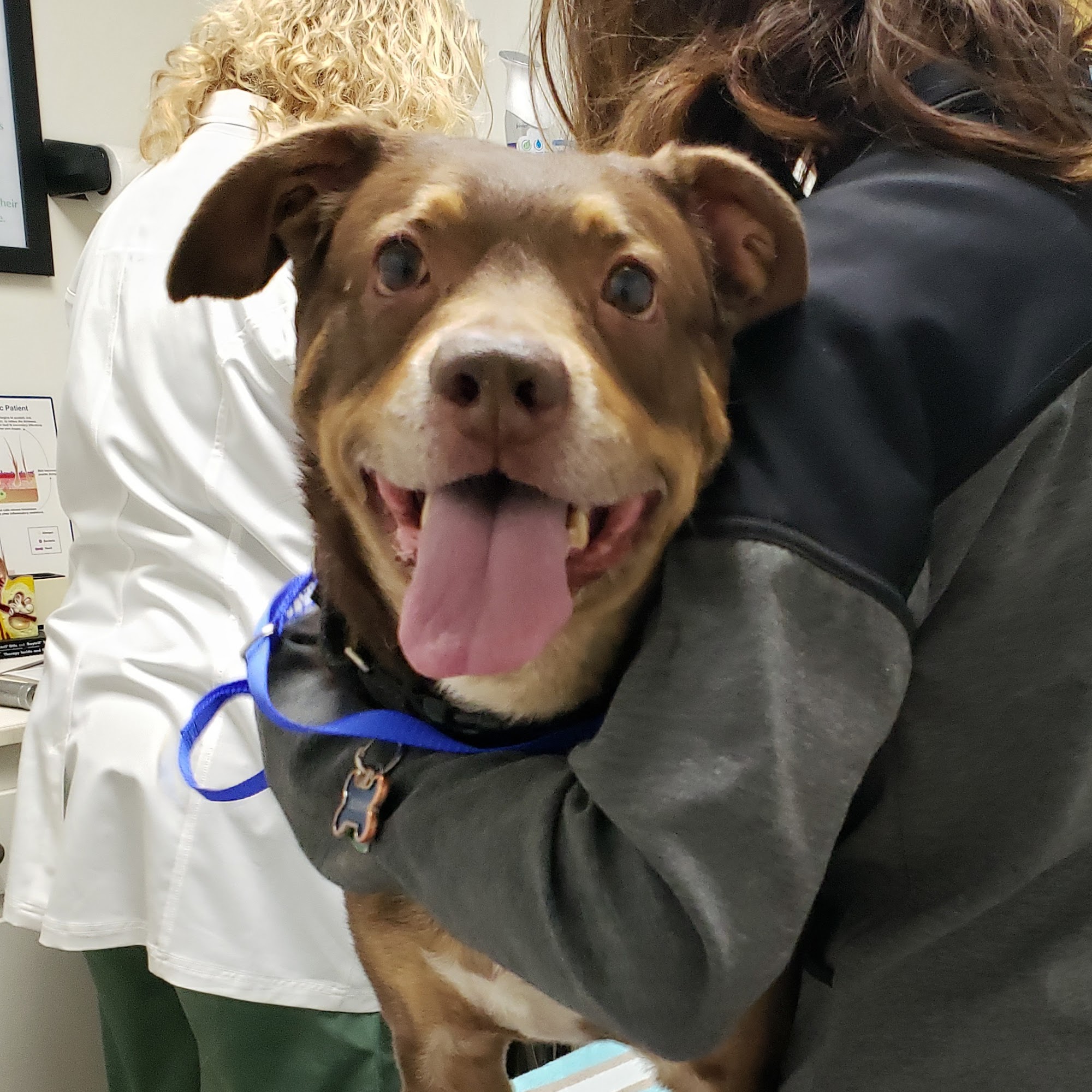 Amigo Animal Hospital Westminster