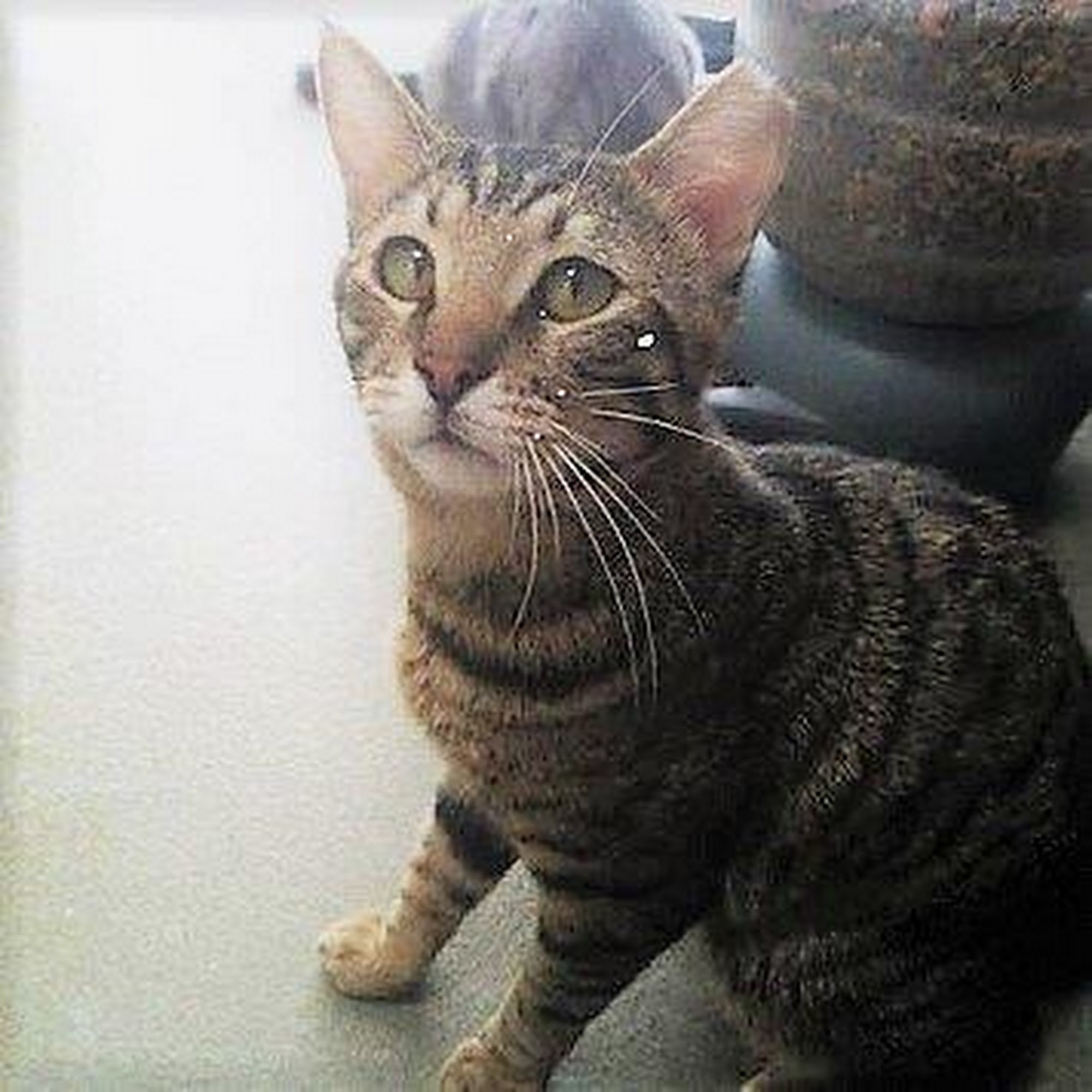 Magnolia Animal Hospital Westminster