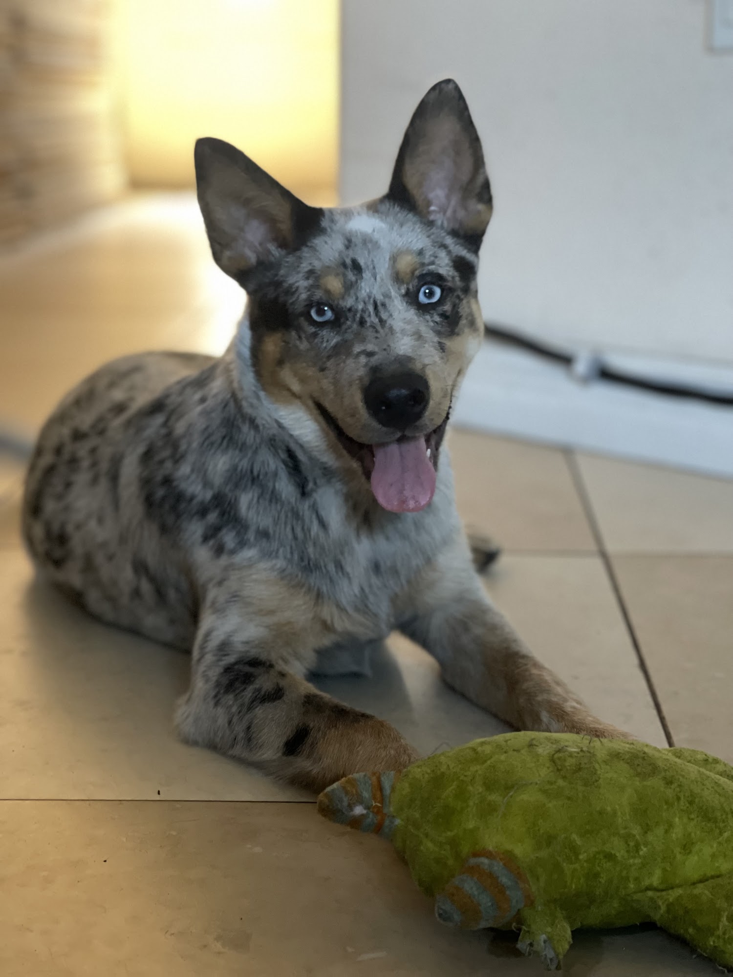 Paws Above the Rest Groomers Westminster