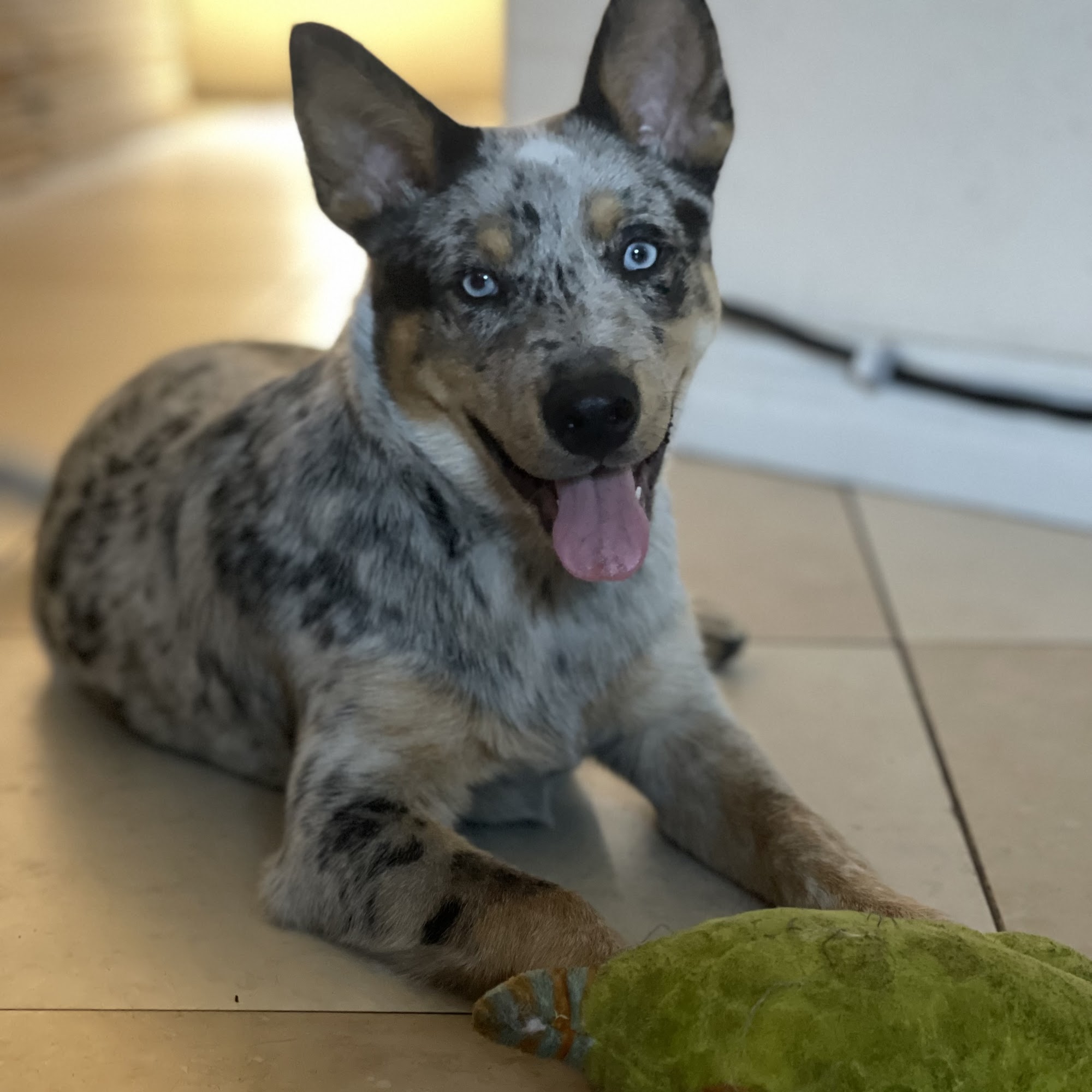 Paws Above the Rest Groomers Westminster