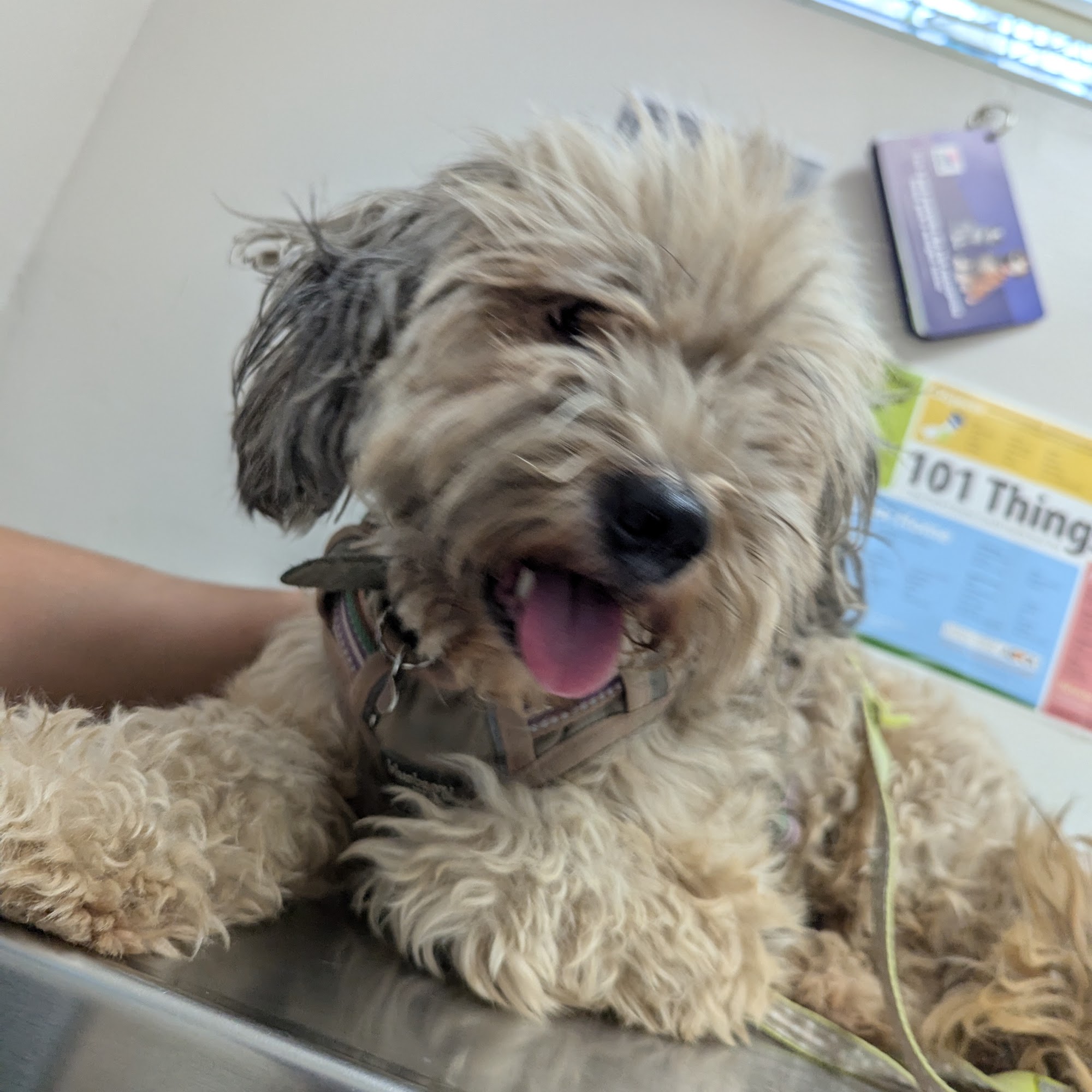 Southeast Pet Hospital Whittier