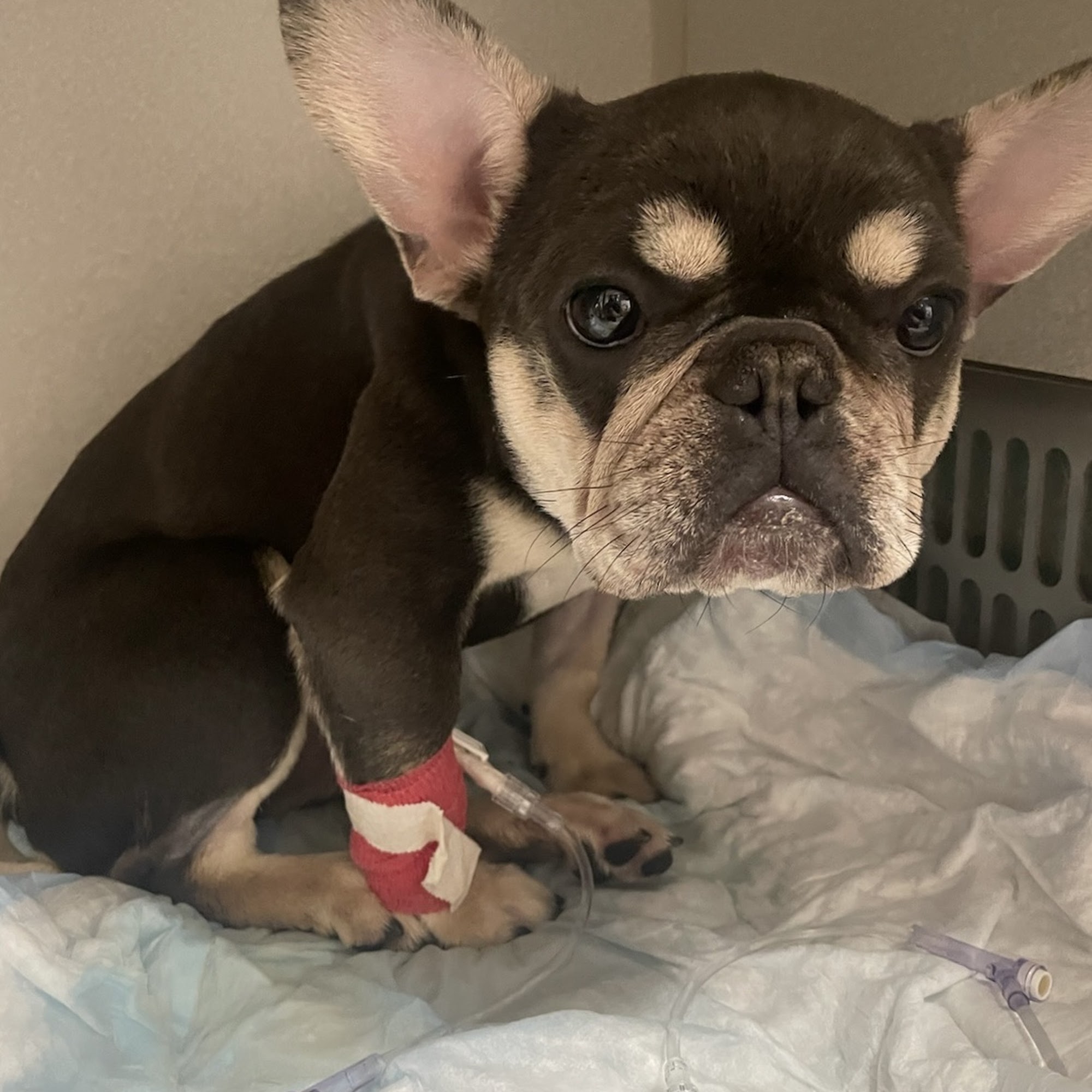 Washington Boulevard Animal Hospital Whittier