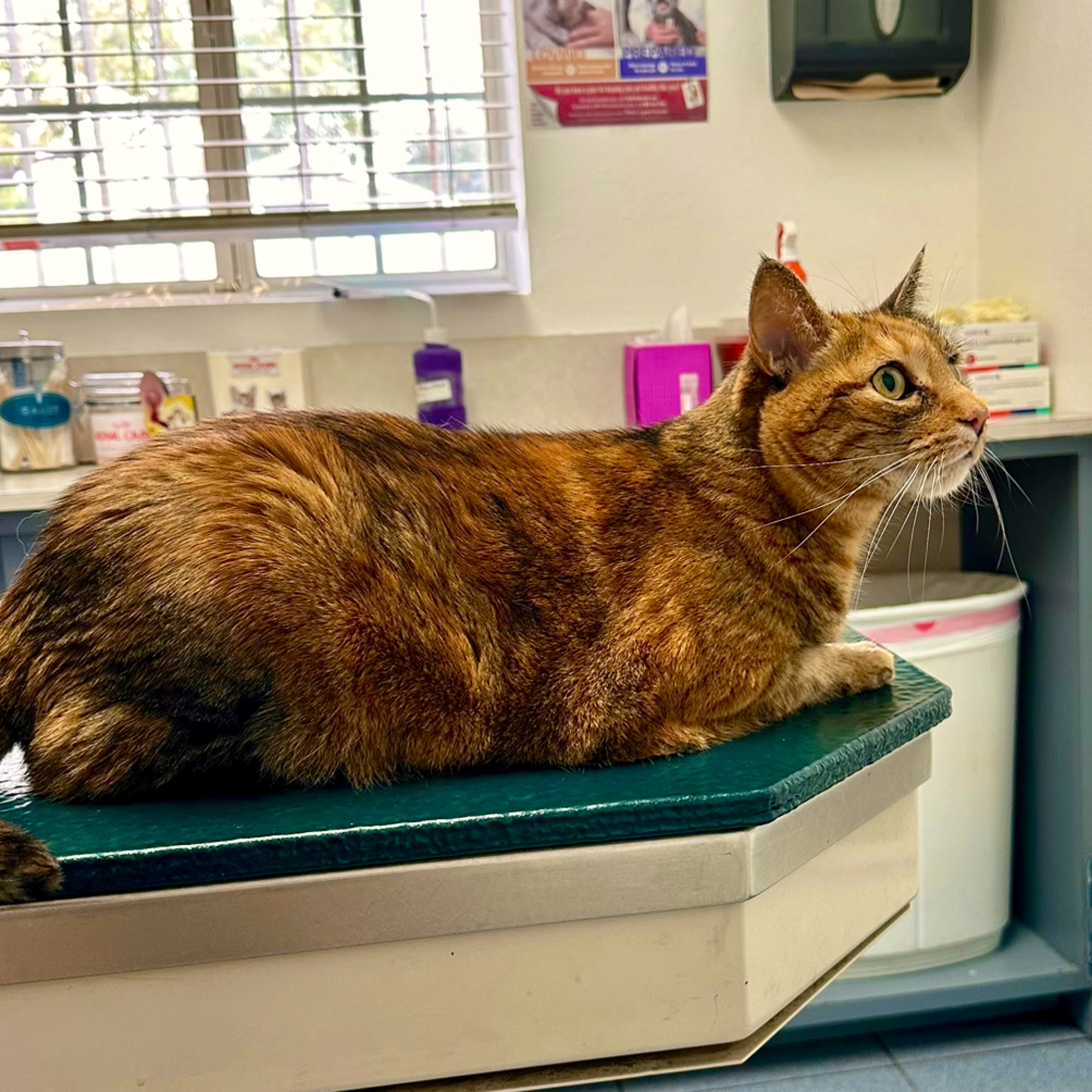 Whittier Dog and Cat Hospital Whittier