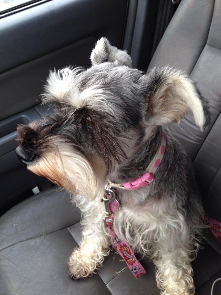Pets Love Us Grooming Whittier