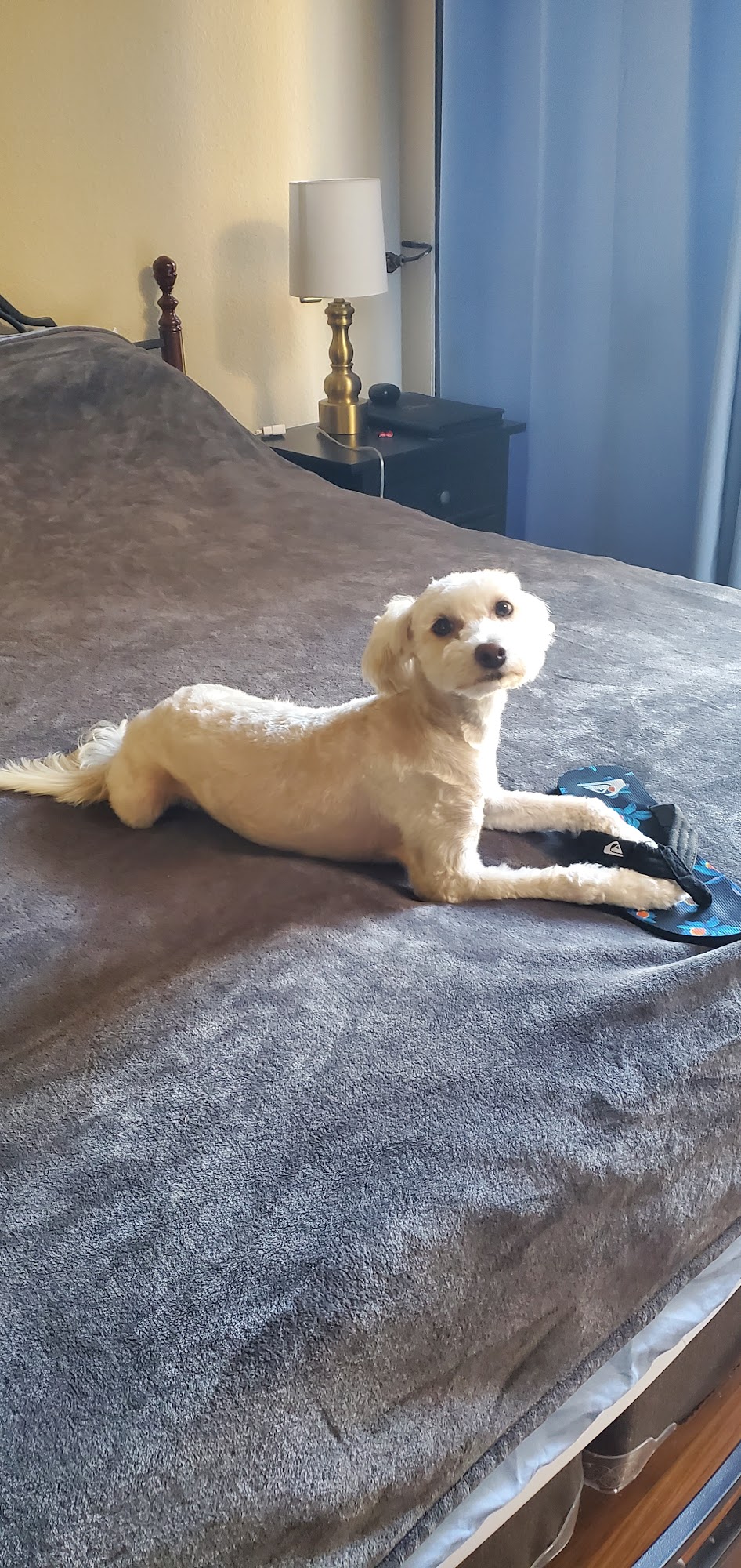 Puppy Salon Whittier