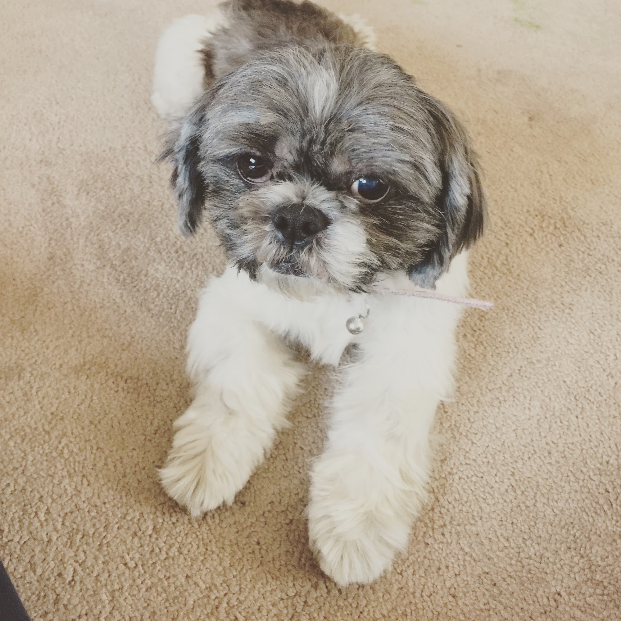 Beverly Grooming Whittier