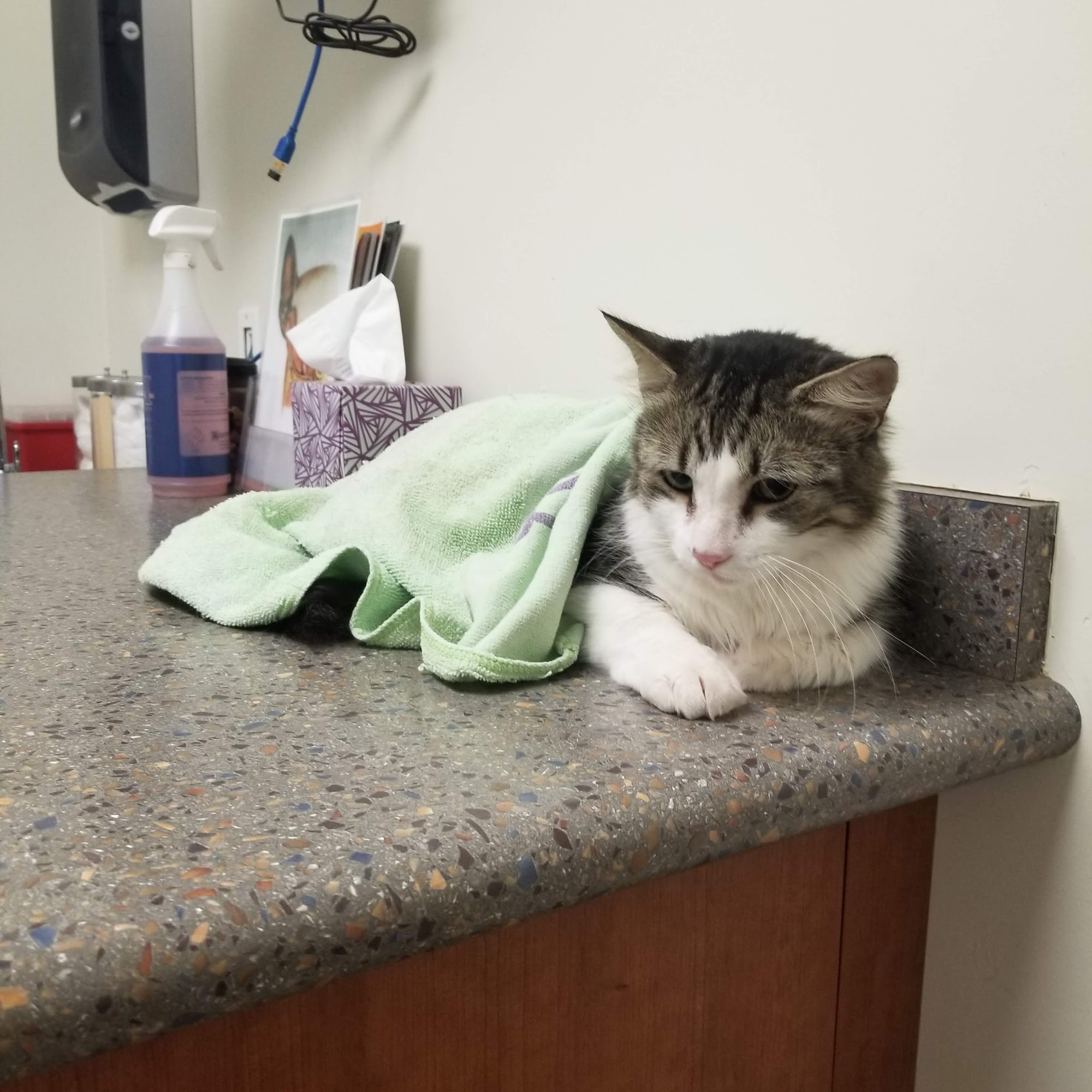 Clinton Keith Veterinary Hospital Wildomar