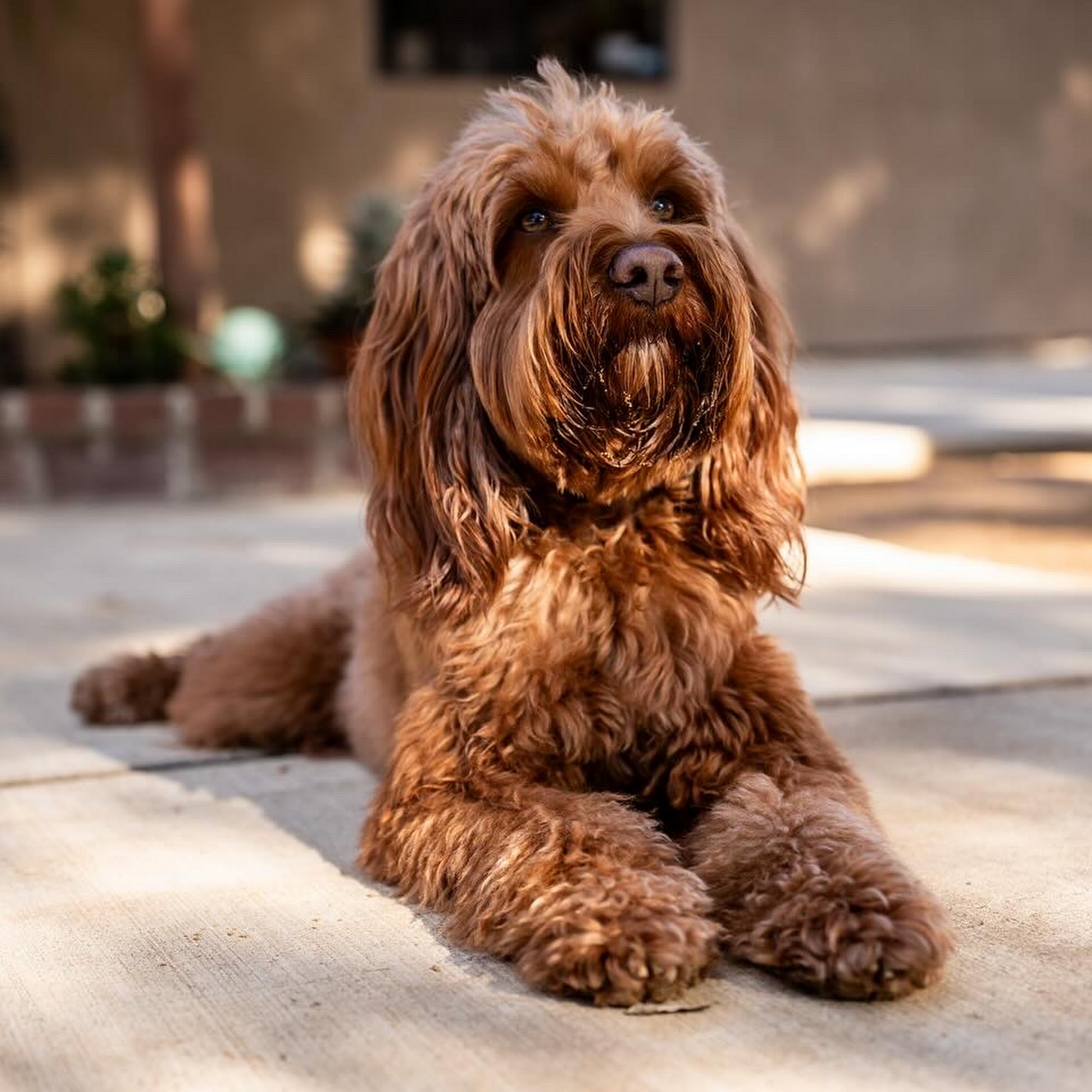 BoardnBehave Wildomar