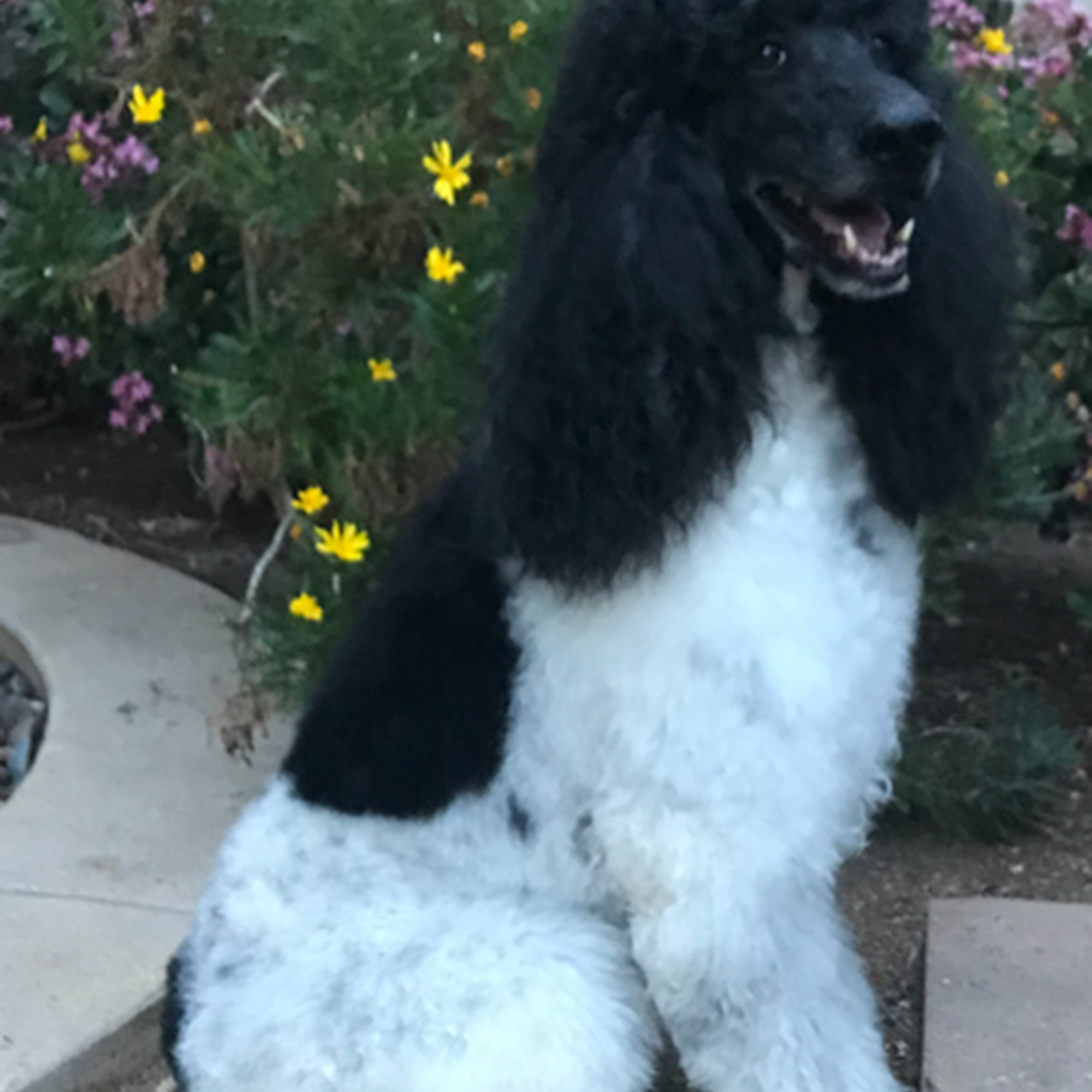 JMS Standard Poodles Wildomar
