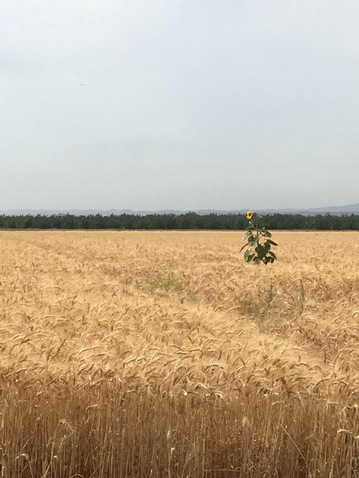 M & K Harvesting Equipment Williams