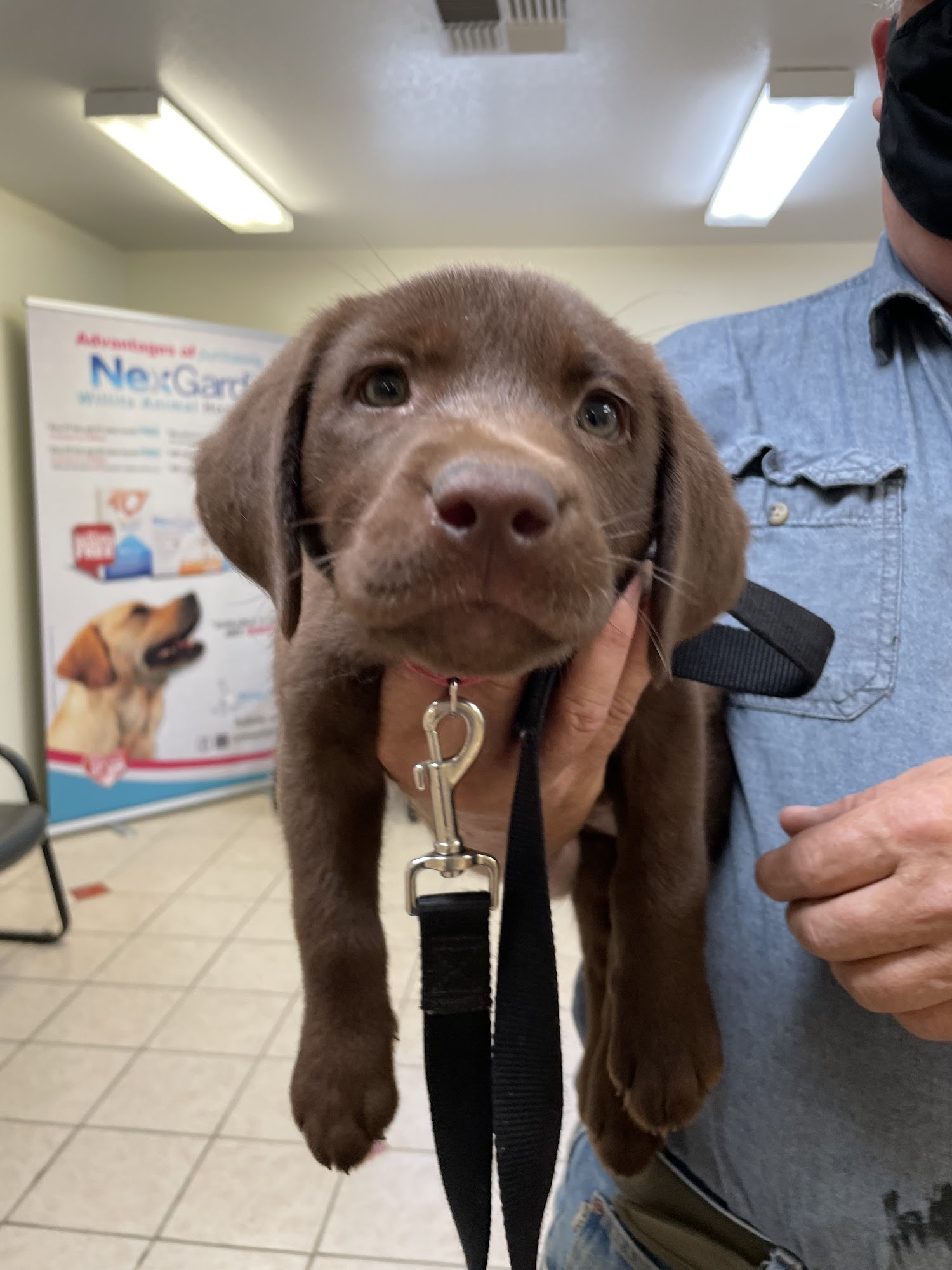 Willits Animal Hospital Willits